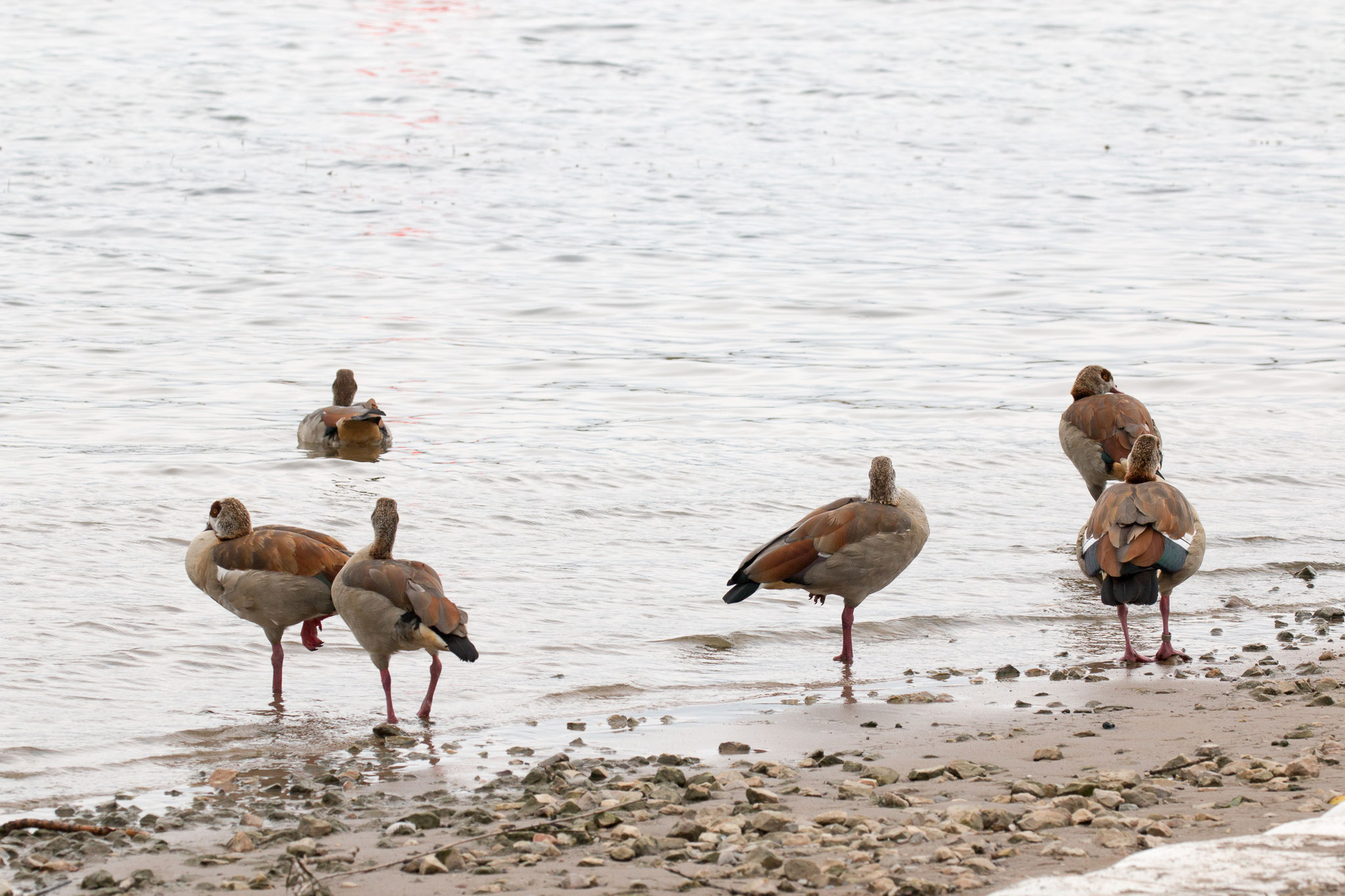 Nilgänse am Neckarufer