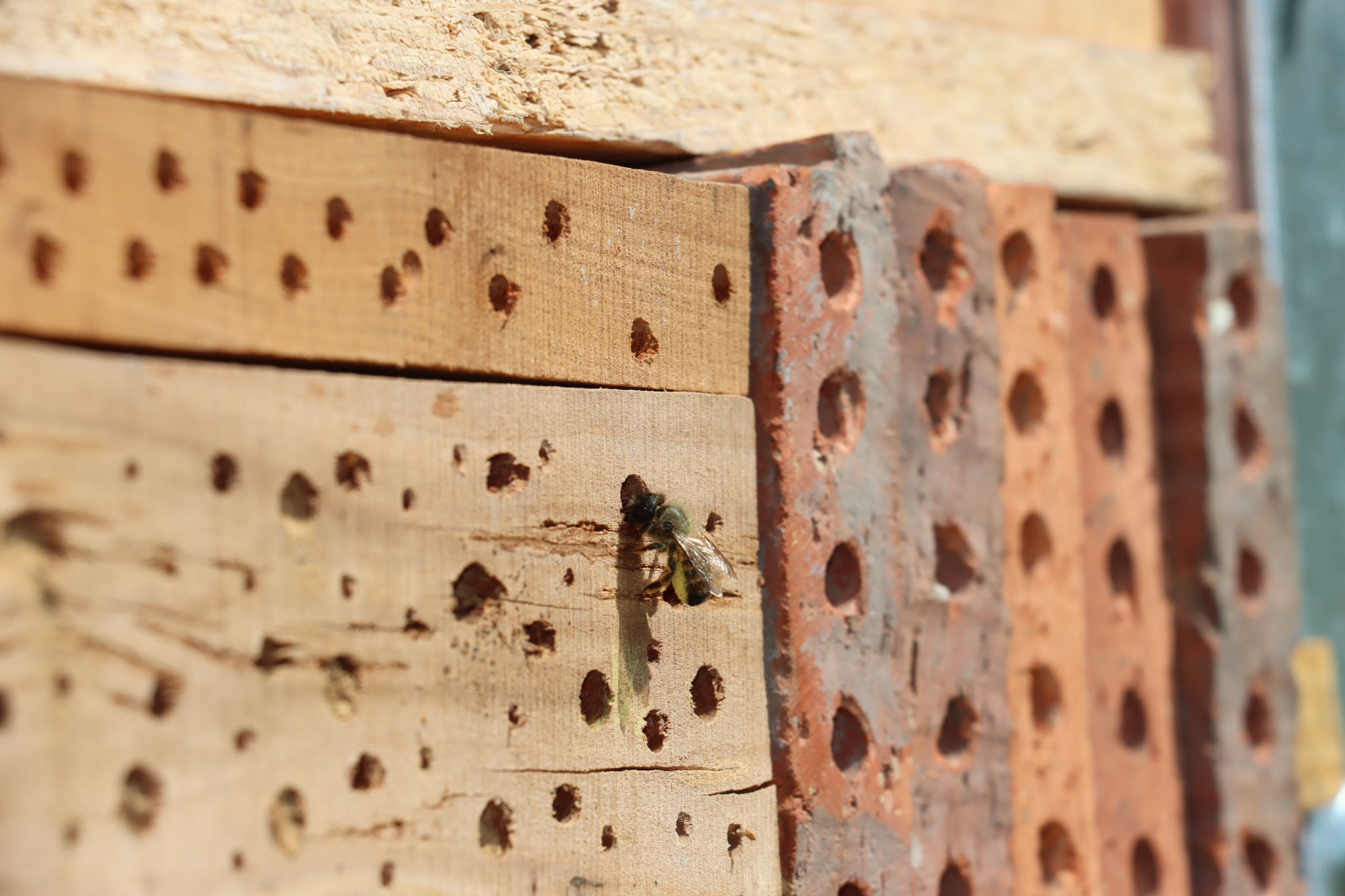 Gewöhnliche Löcherbiene [Heriades truncorum] an der Nisthilfe (Foto: B. Budig)