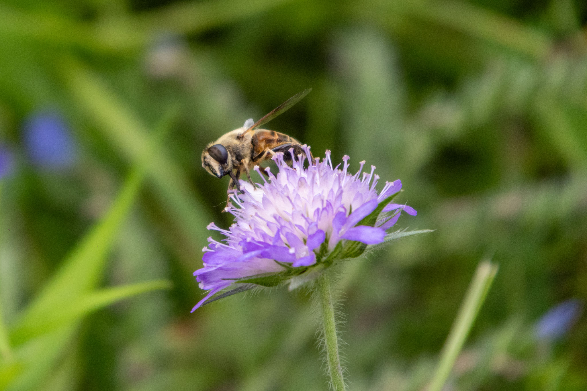 Gemeine Keilfleckschwebfliege/Eristalis pertinax) auf Knautie (Foto: B. Budig)
