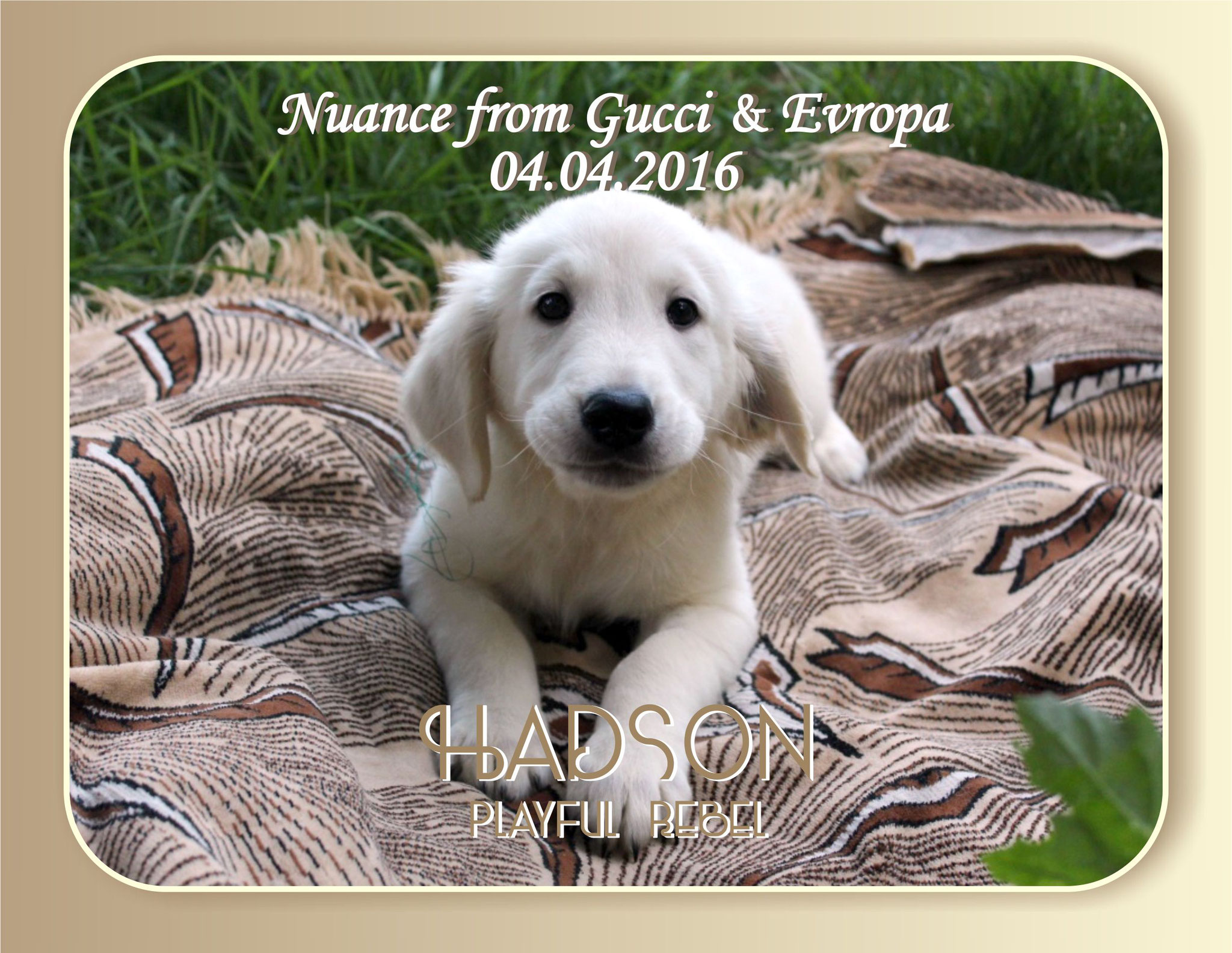 щенки золотистого ретривера / puppies a golden retriever for sale / NUANCE FROM GUCCI & EVROPA  д.р. 04.04.2016 