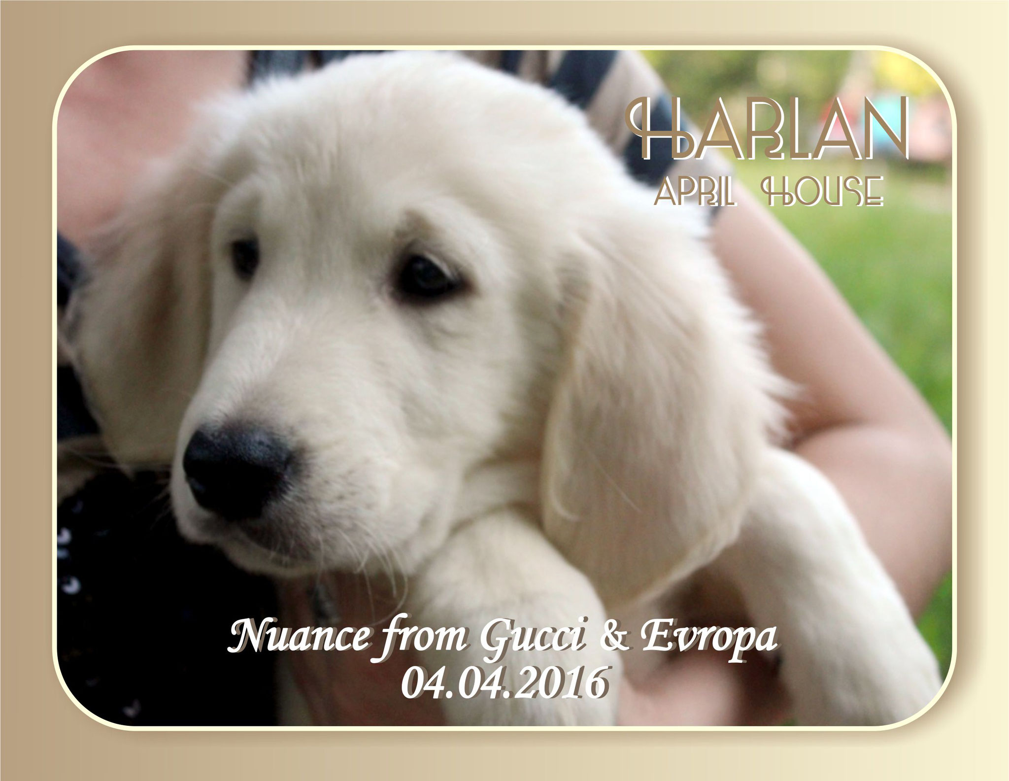 щенки золотистого ретривера / puppies a golden retriever for sale / NUANCE FROM GUCCI & EVROPA  д.р. 04.04.2016 