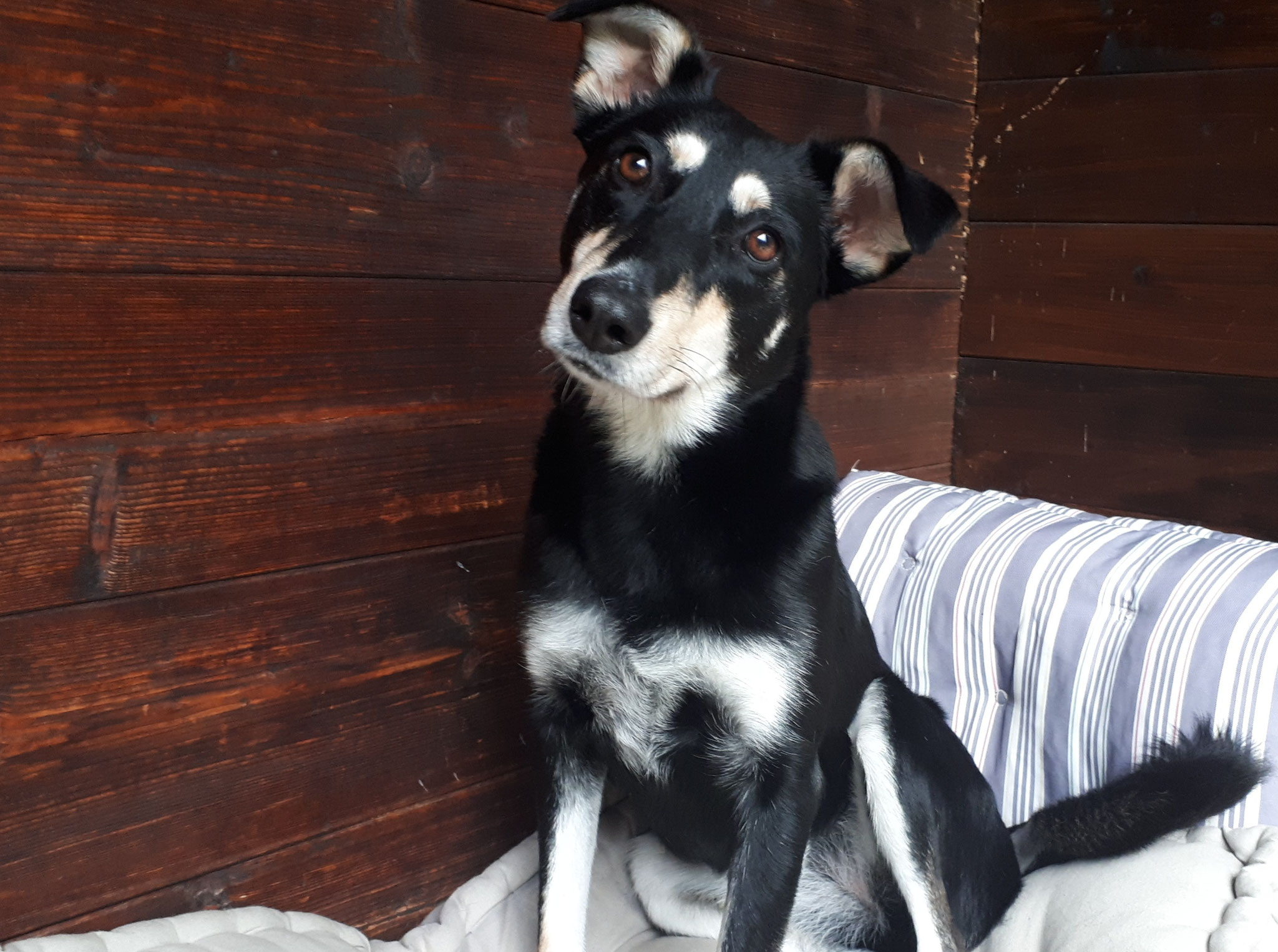 CORA (früher Hope)