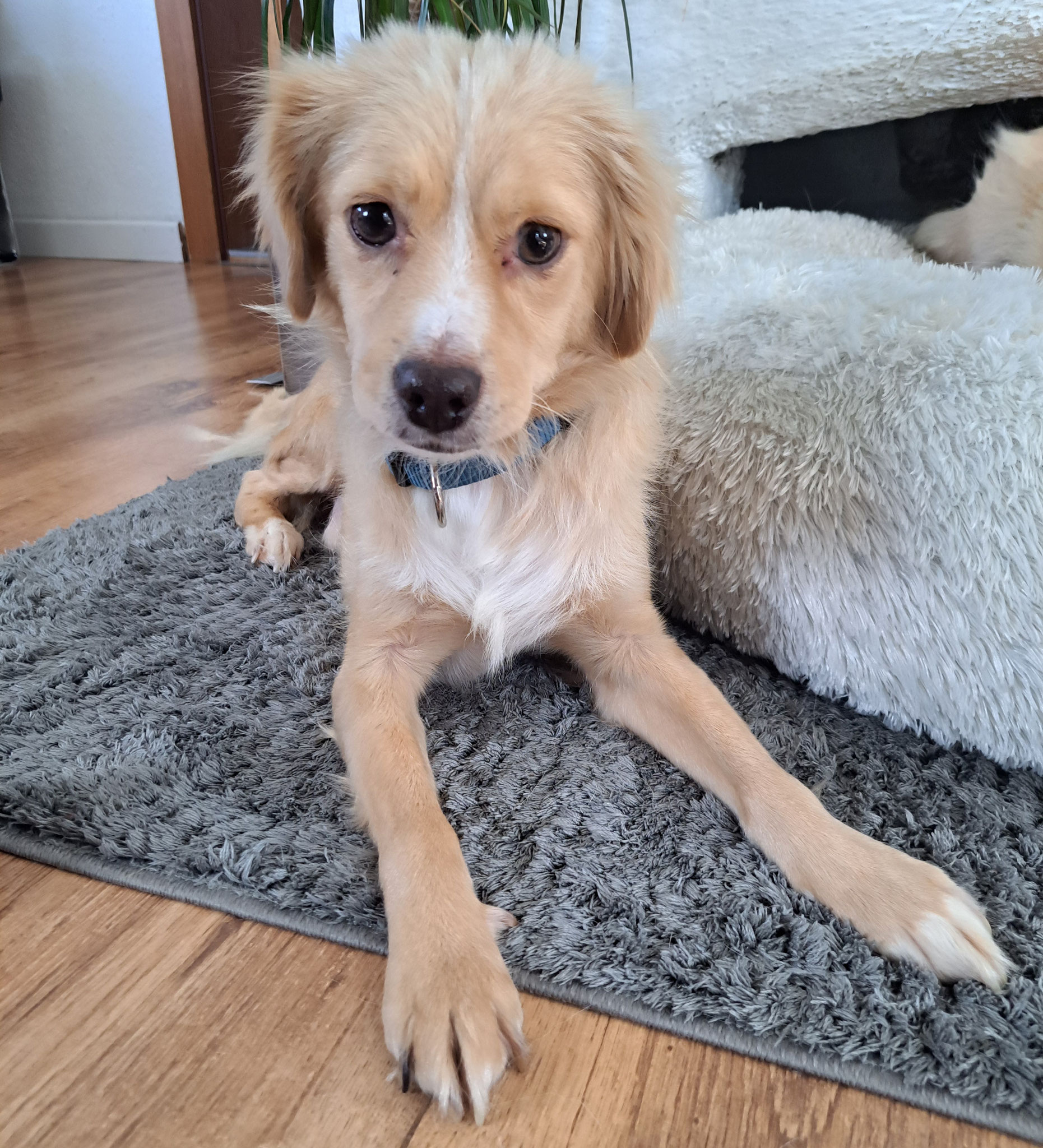 TAIO (früher Tarzan)