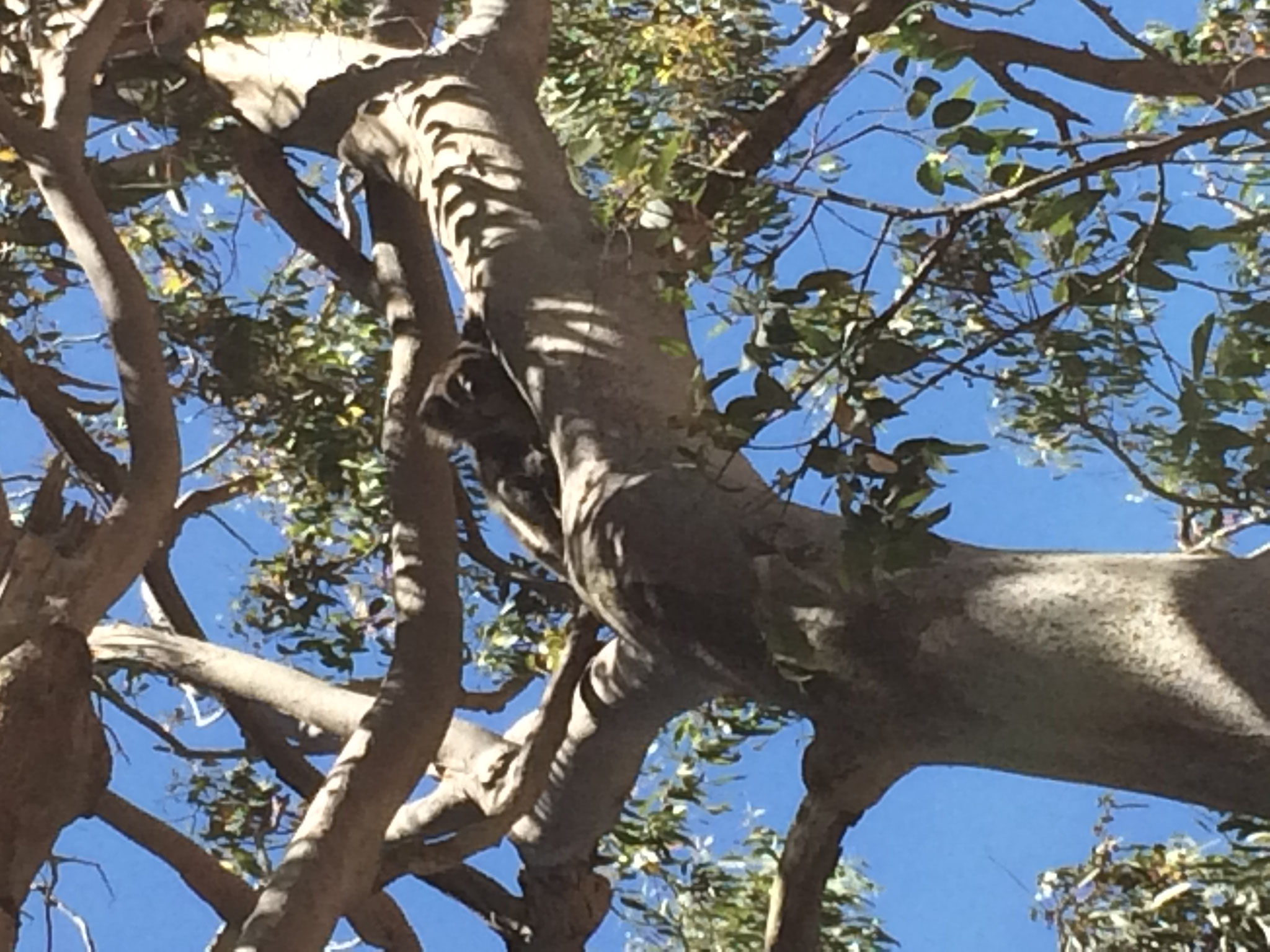 Koala im Yanchep Park, mal gucken wann wir den ersten in freier Wildbahn sehen...