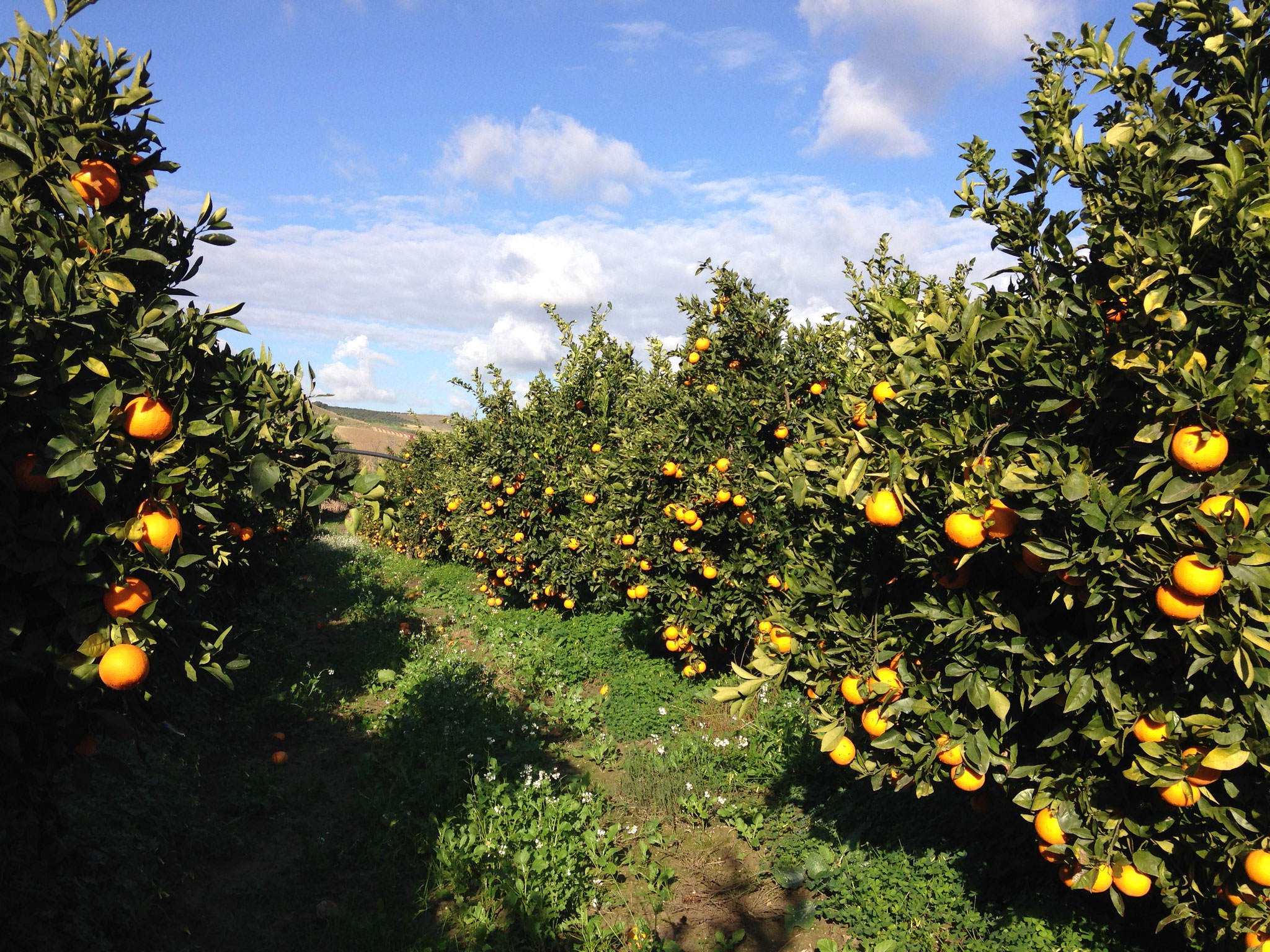 Filari di alberi di mandarino carichi di frutti arancioni pronti per la raccolta in un agrumeto.