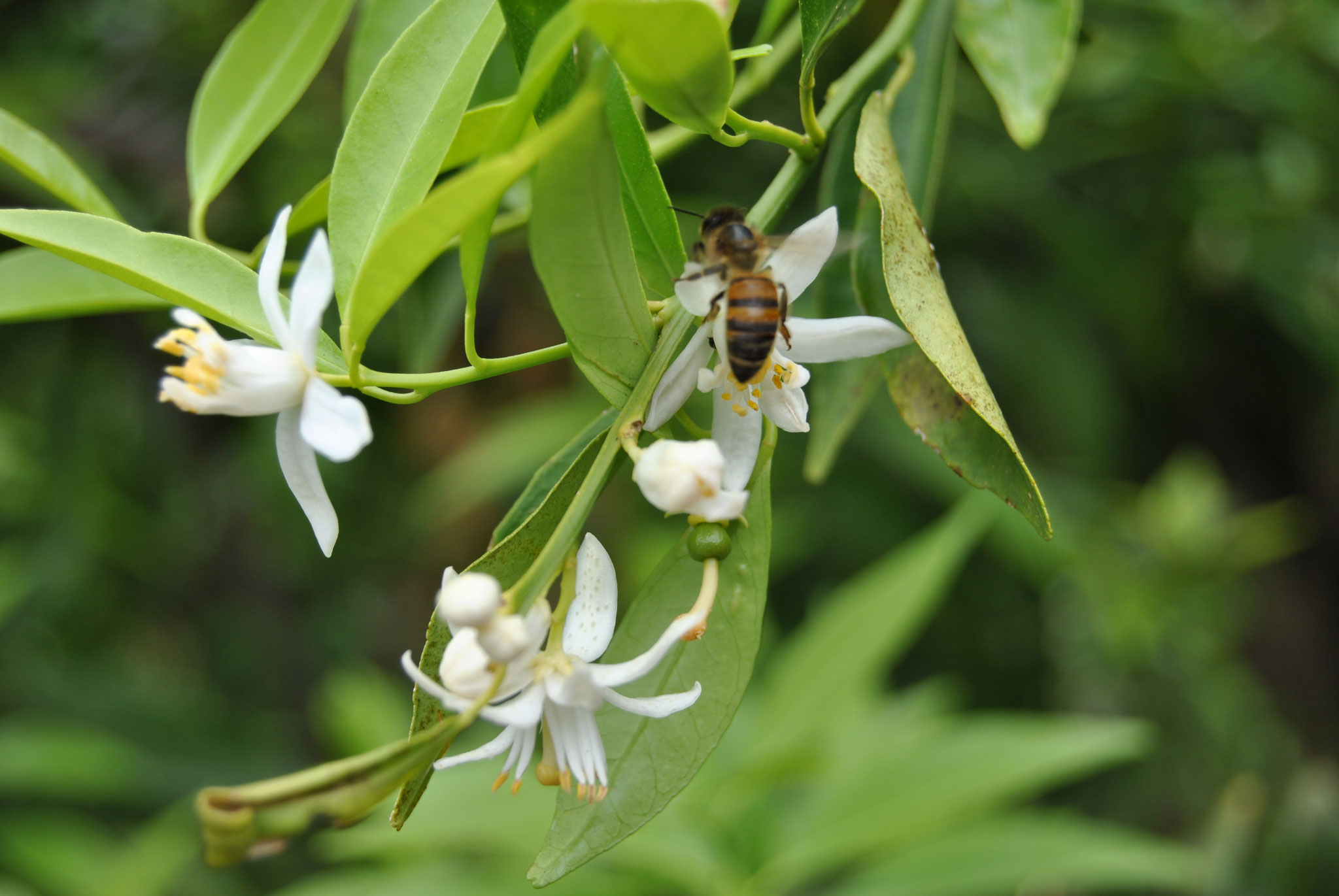 La fioritura della zagara: un momento magico dove il profumo intenso e l’operosità delle api danno inizio al ciclo naturale del frutto.