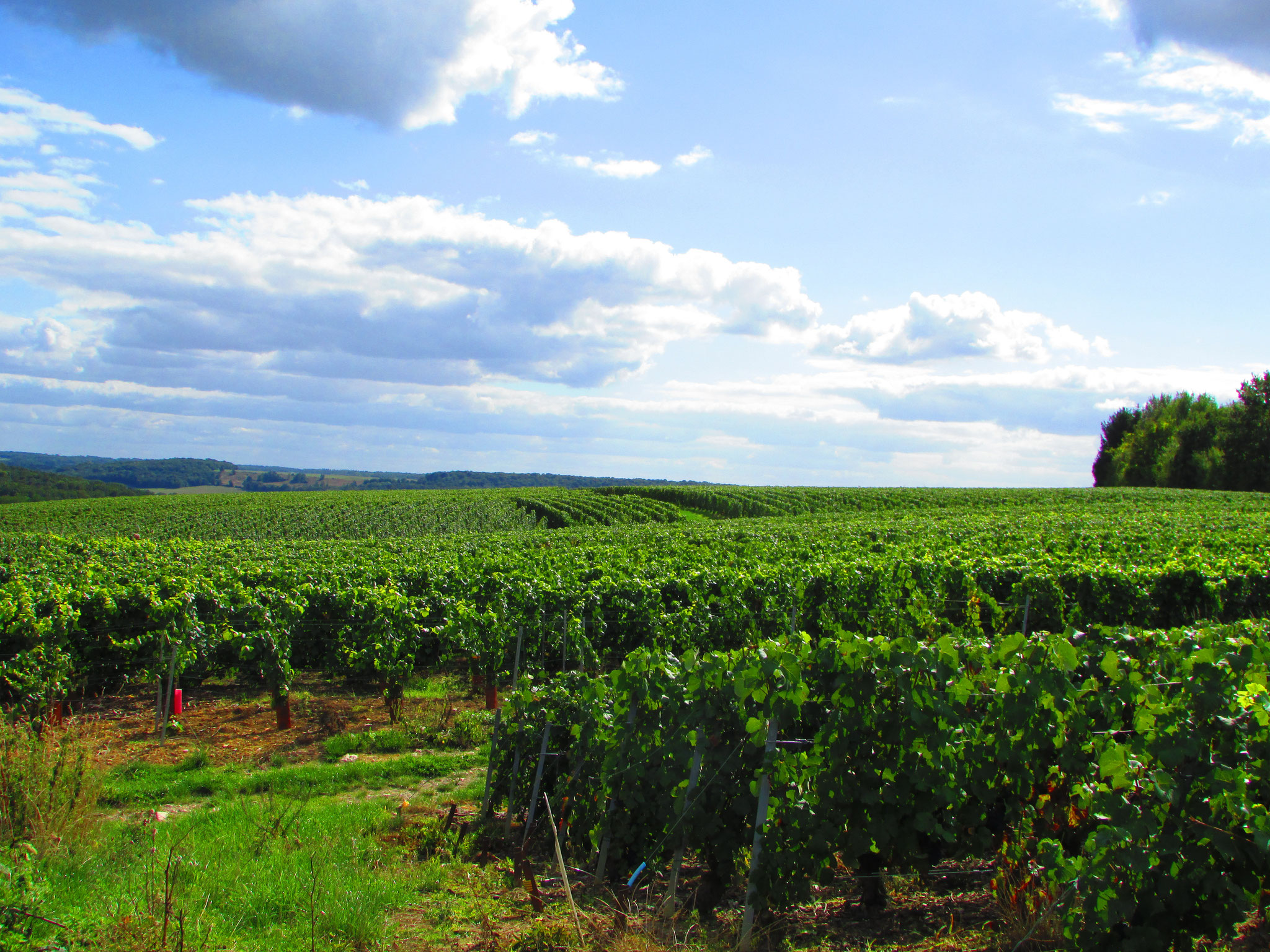 Nos vignes s'étendent sur 5 hectares