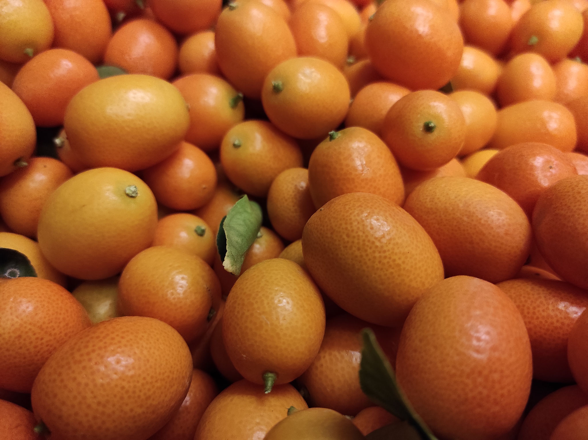 <b>Kumquat</b><br>Nules