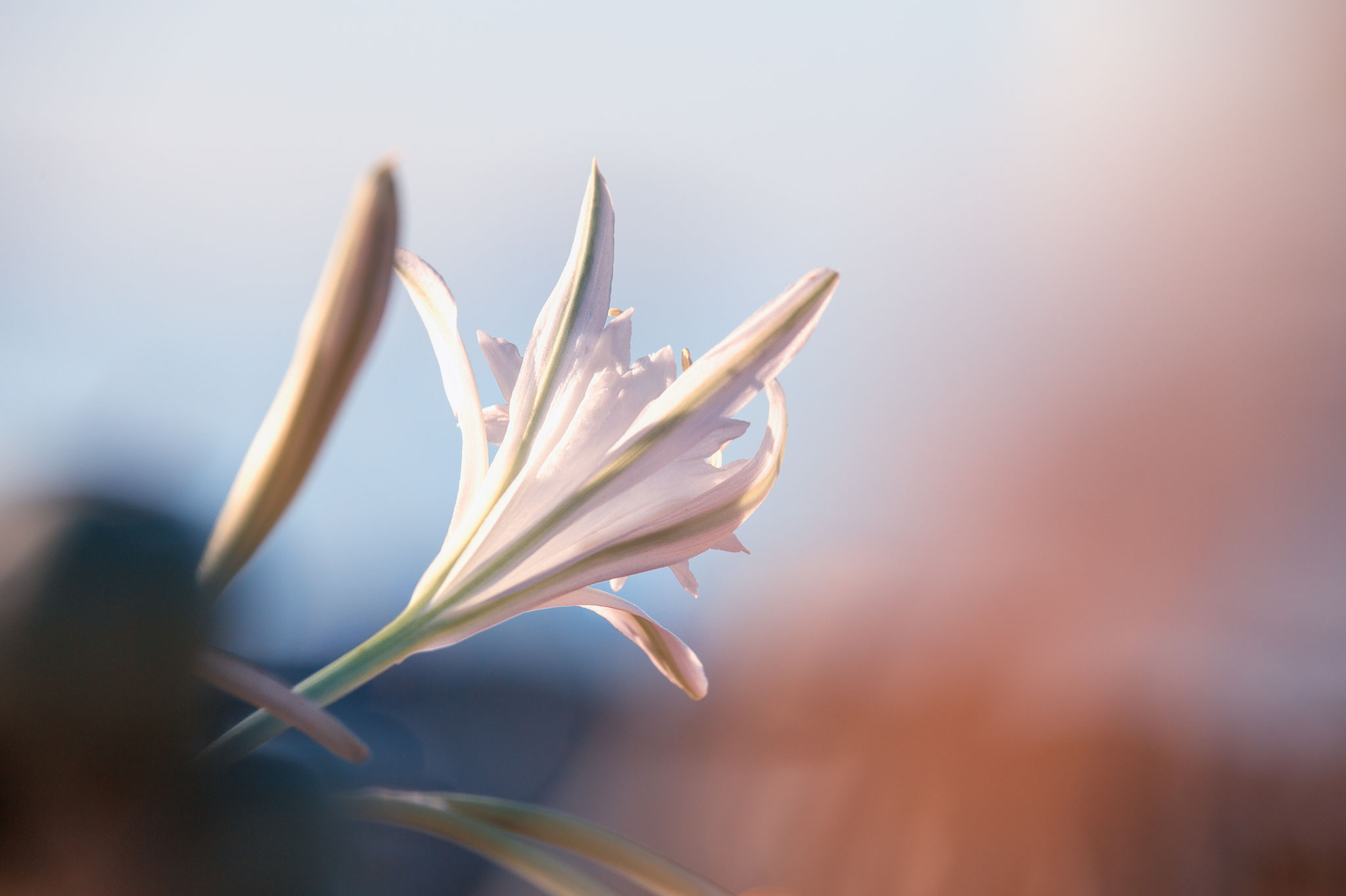 beachlilly