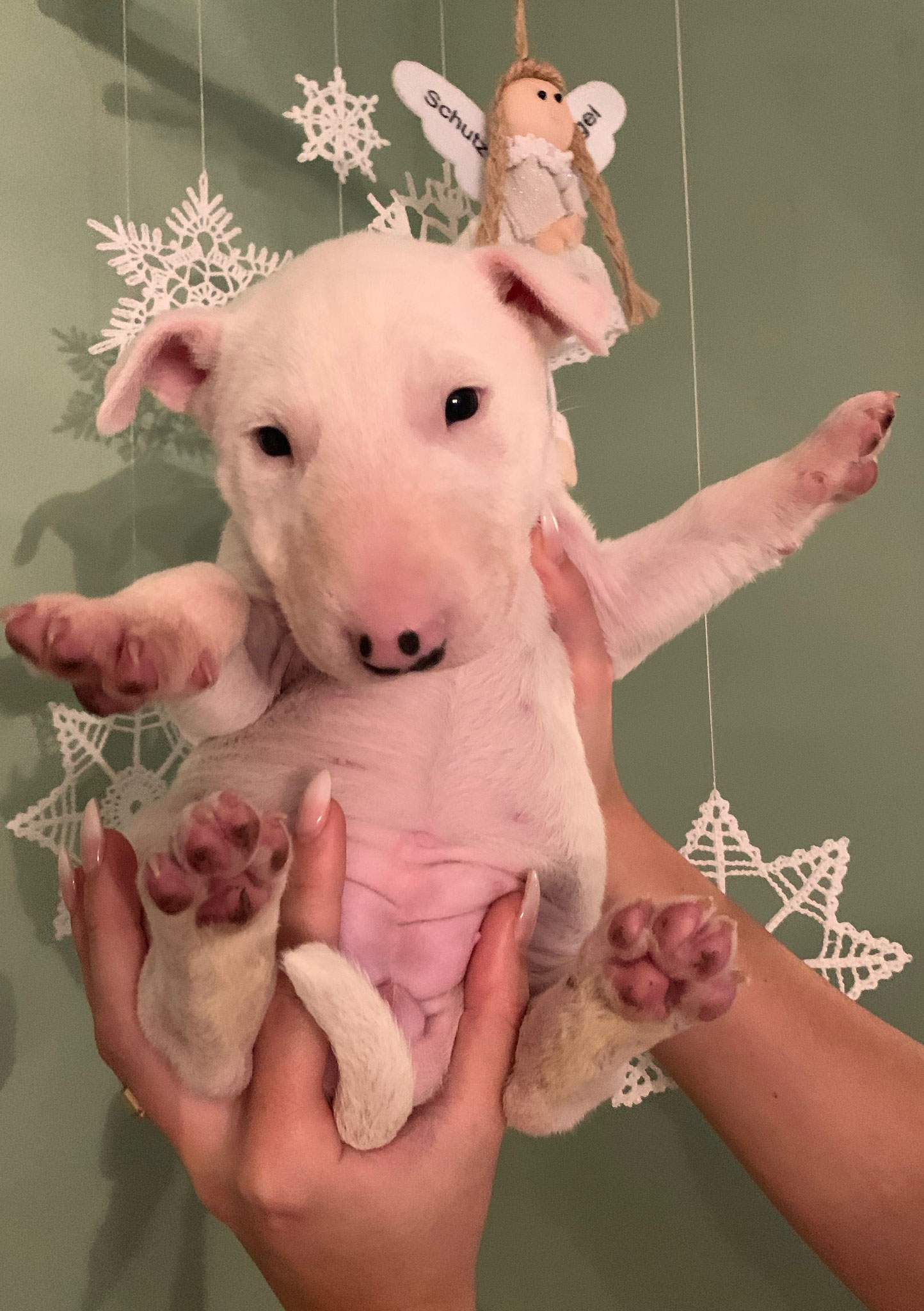 B Wurf Miniatur Bullterrier Bayern Von Bettinas Zuckerschnuten