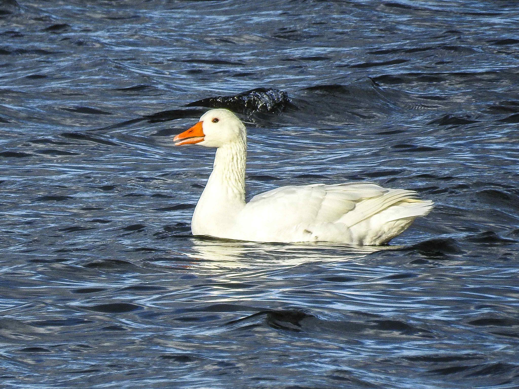 Hier schwimmt eine weiße Gans auf dem Wasser.