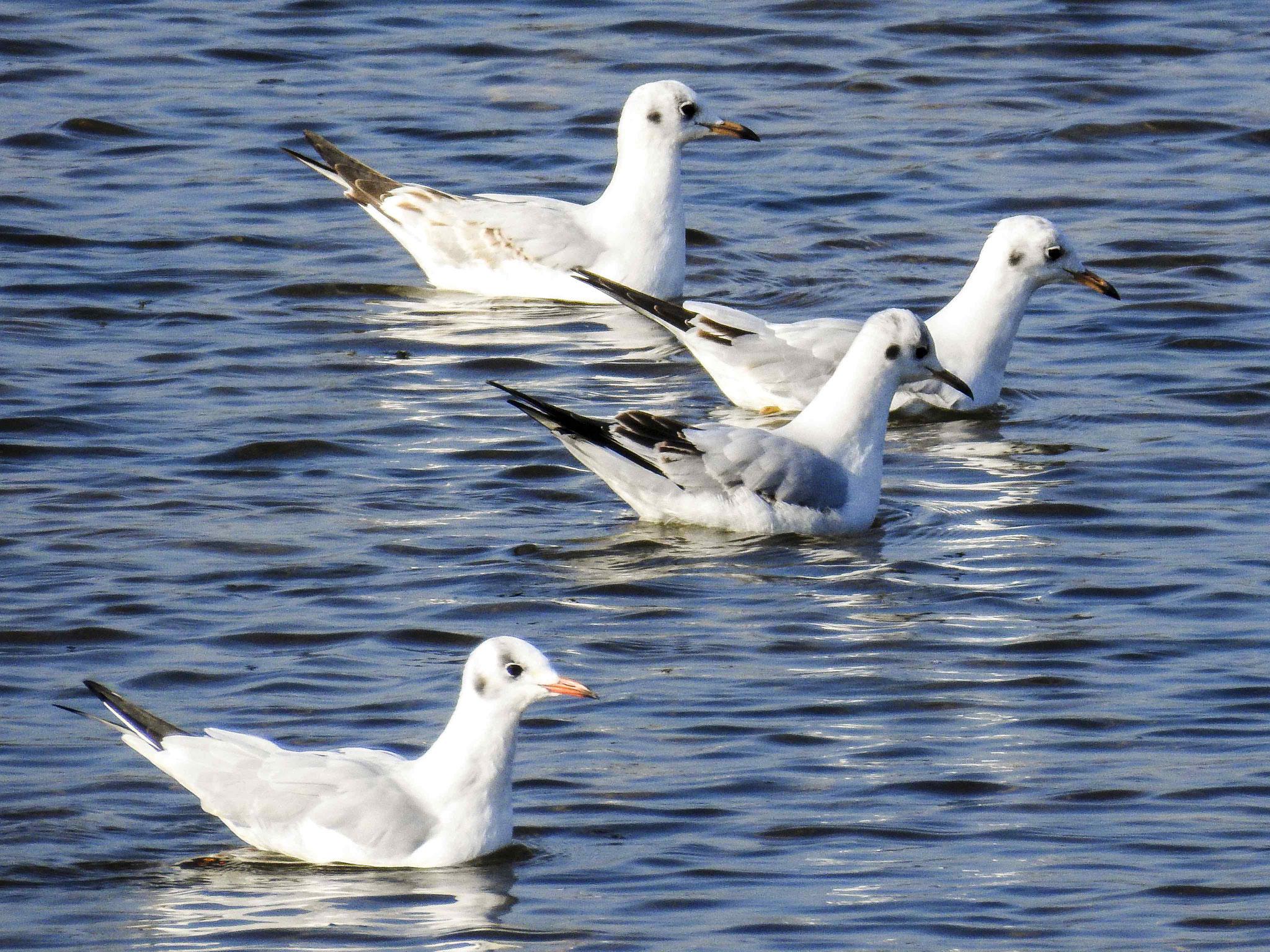 Lachmöwen auf dem Wasser. 