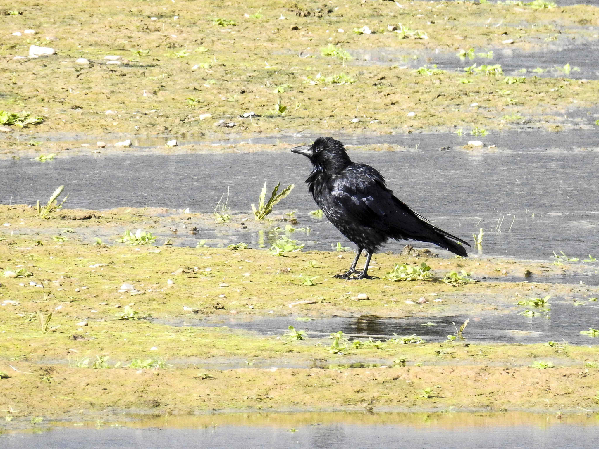 Eine Rabenkrähe hat sich nach dem Baden auf der flachen Insel niedergelassen.