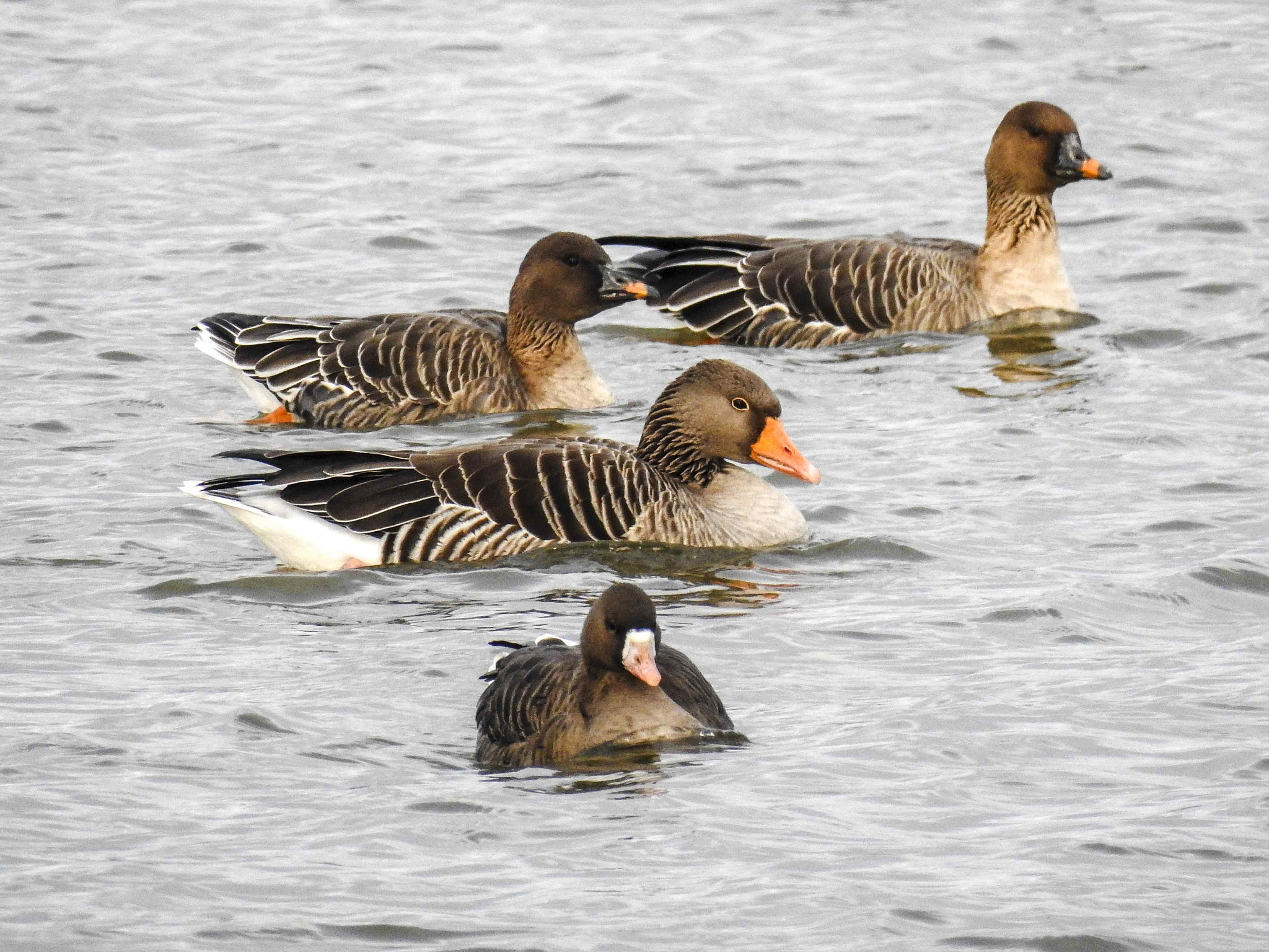 Kleine Gänsekunde: Vorne eine Blässgans, in der Mitte eine Graugans sowie zwei Saatgänse im hinteren Bereich.