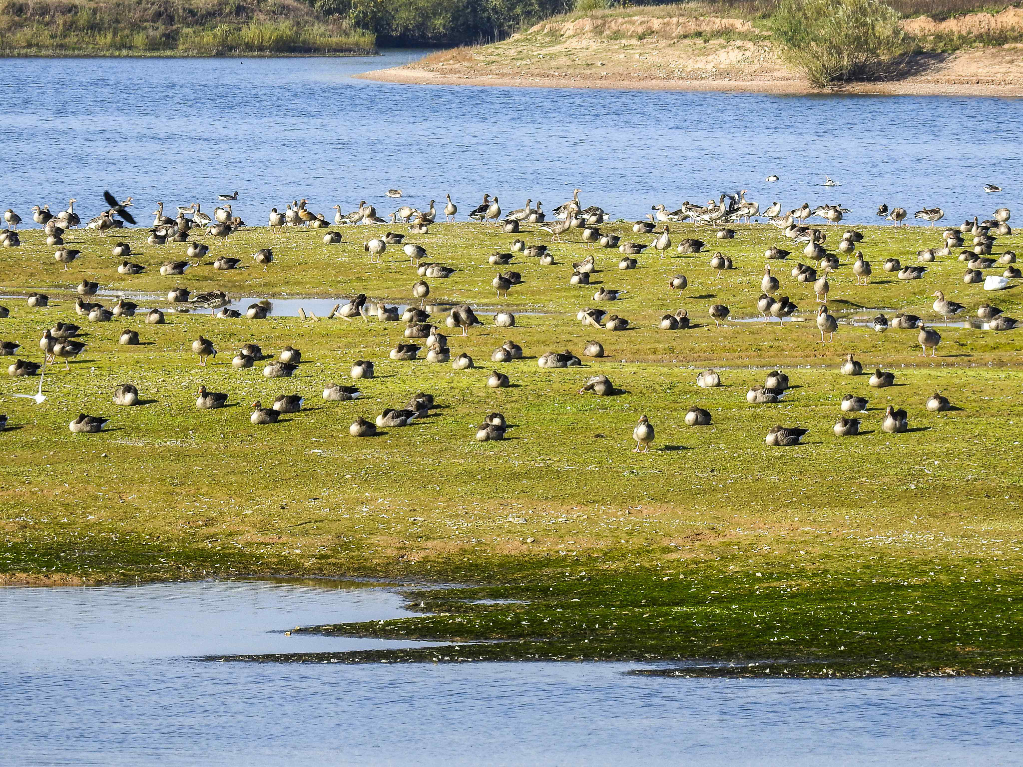 Auf der flachen Insel rasten viele Gänse.