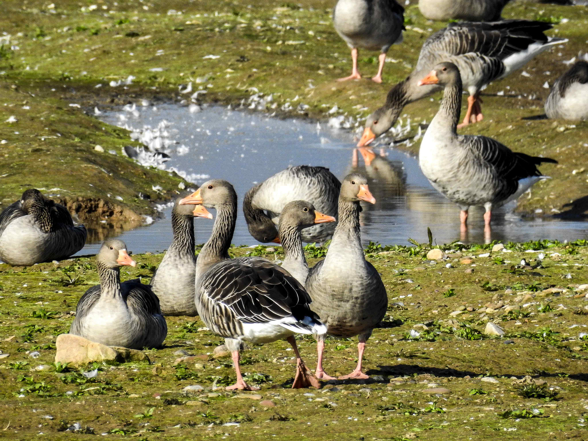 Graugänse auf der flachen Insel.