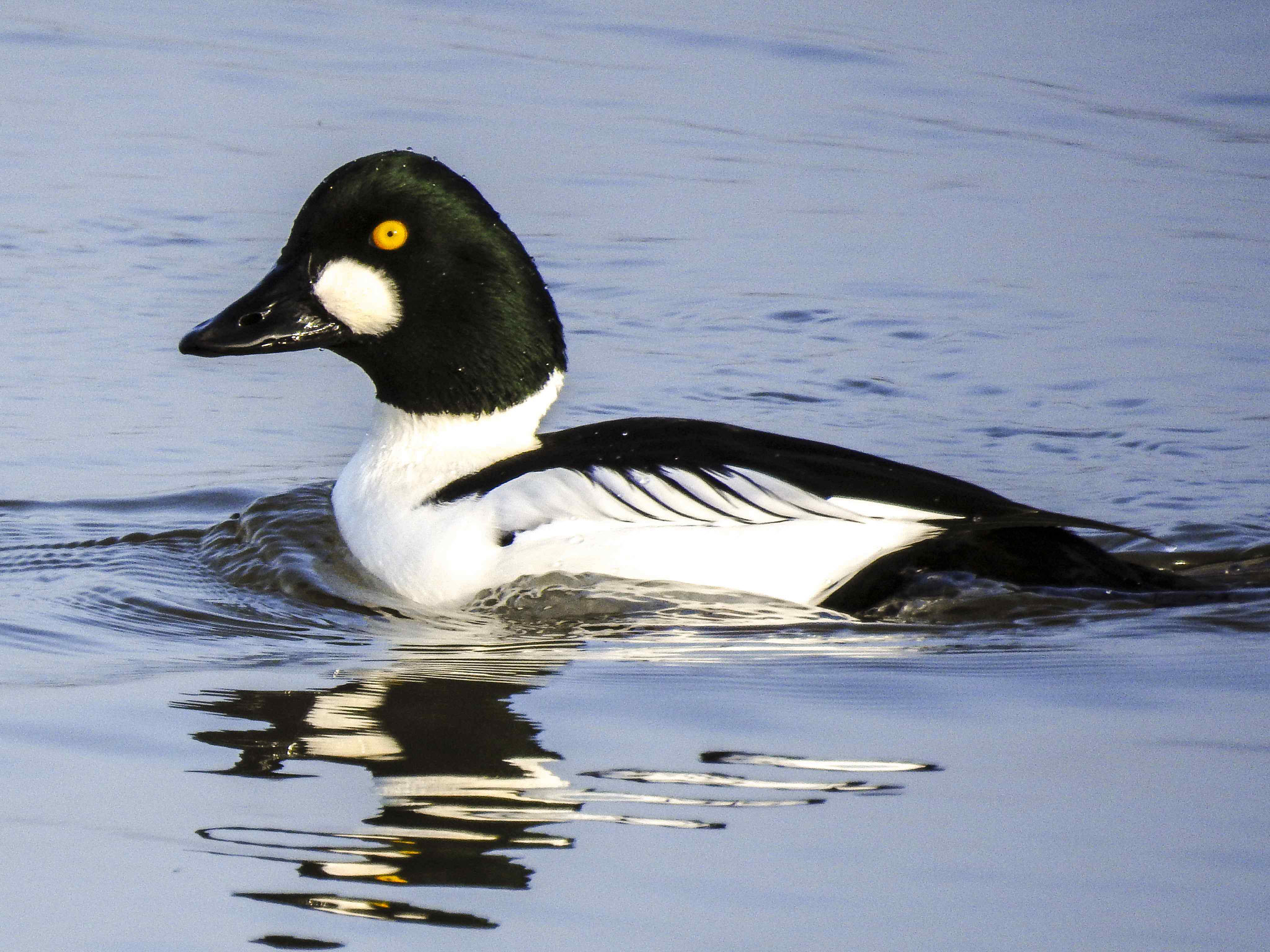 Im Winter finden sich mitunter Schellenten (hier ein Männchen) im Naturschutzgebiet ein.