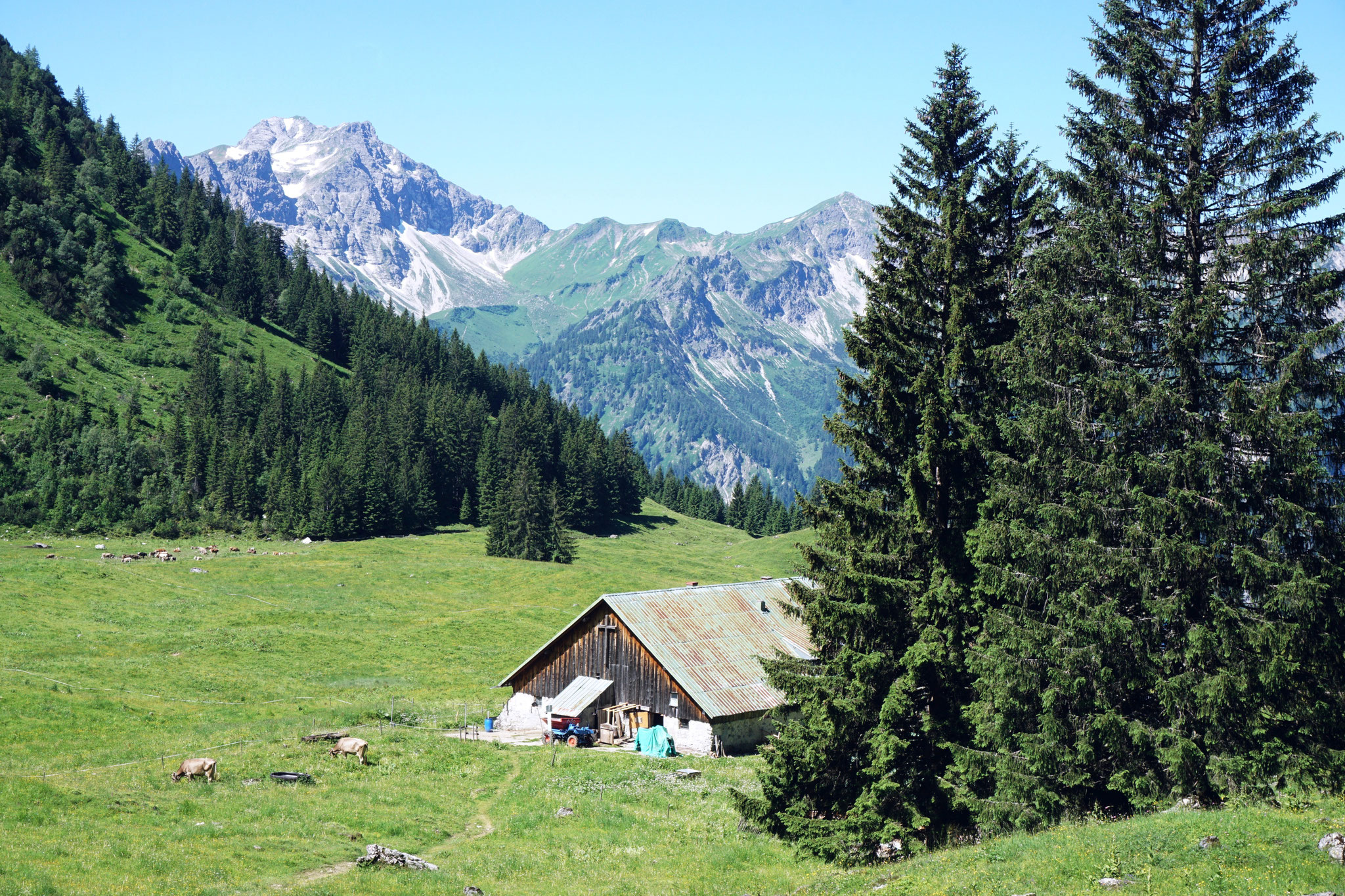 Willersalpe Blick Großer Daumen