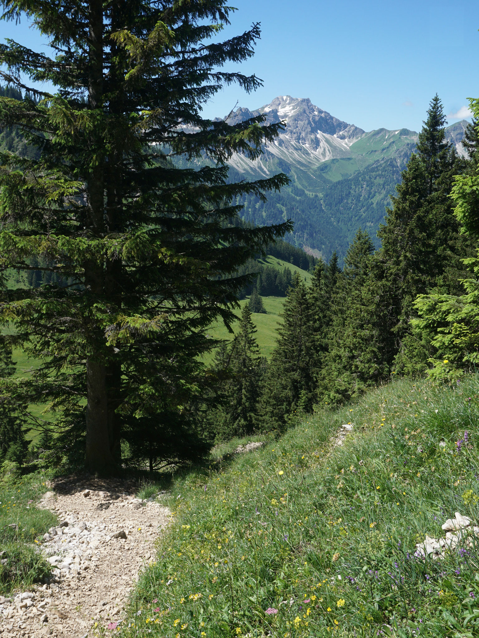 Willersalpe Blick Großer Daumen