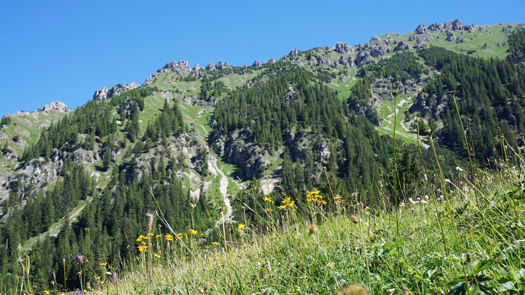 Willersalpe Blick Richtung Zirleseck