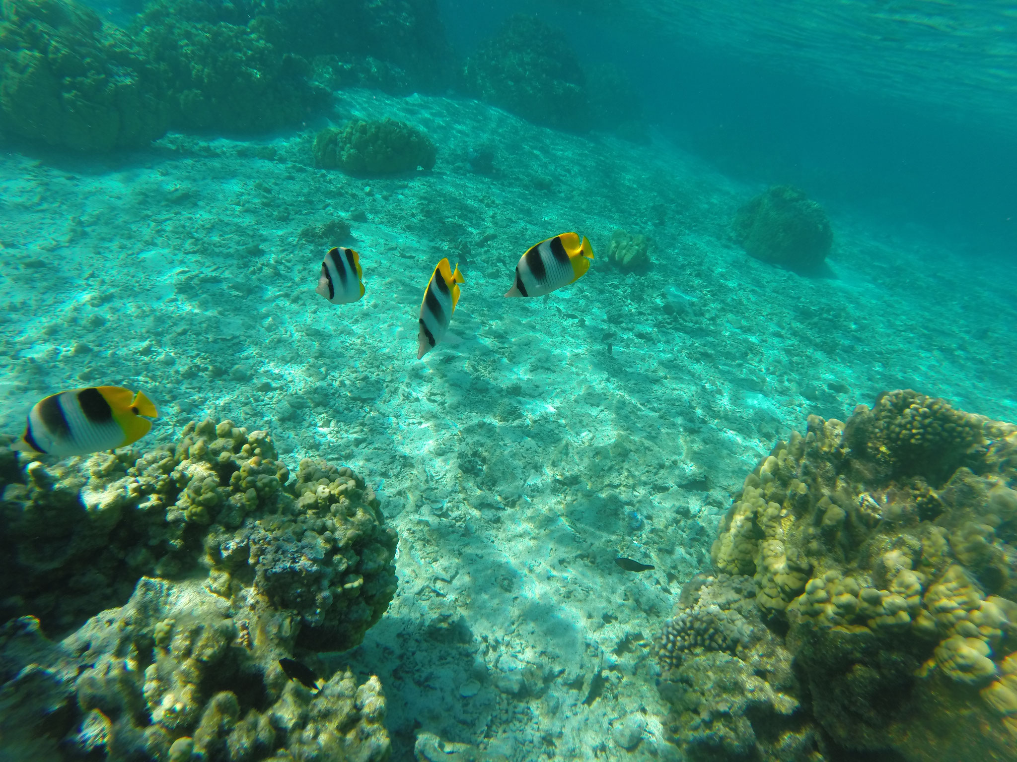 Snorkeling
