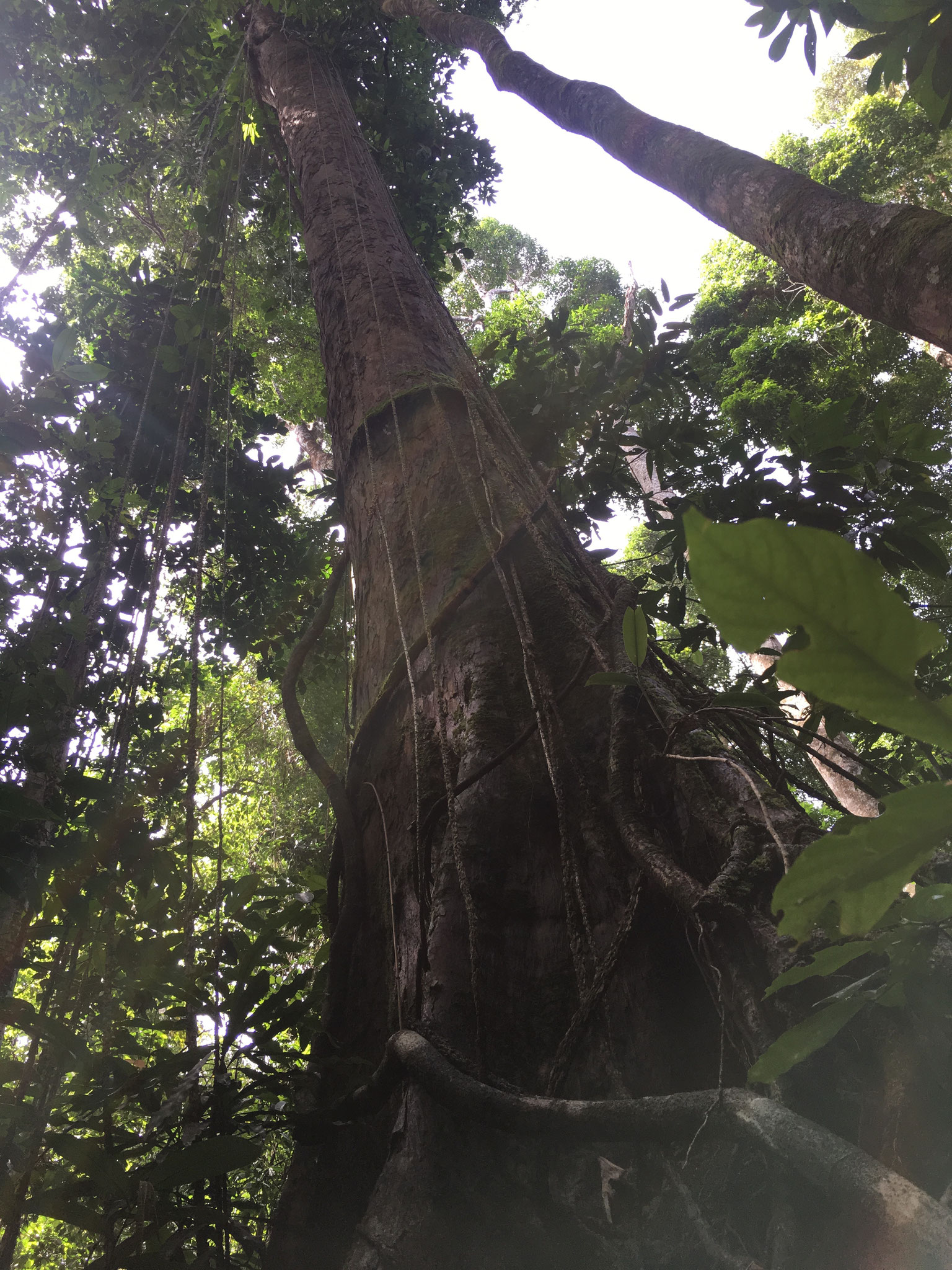Pretty damn high tree 