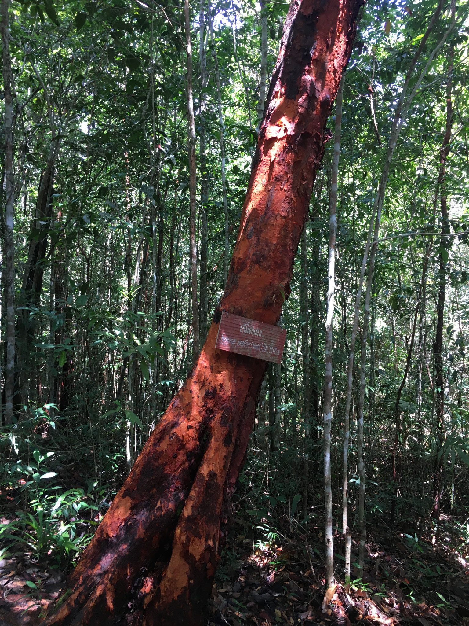 Red trees, their sprouts are edible and used as a side dish in Thailand 
