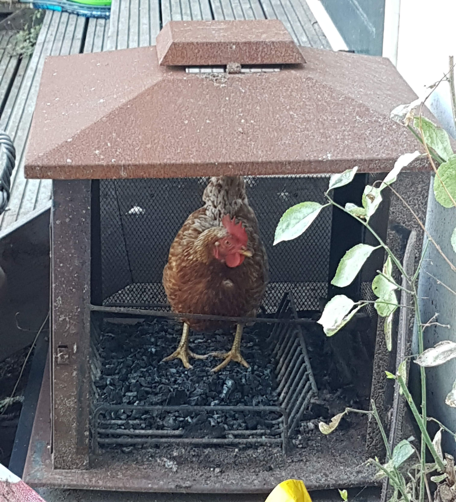 Gegrilde kip