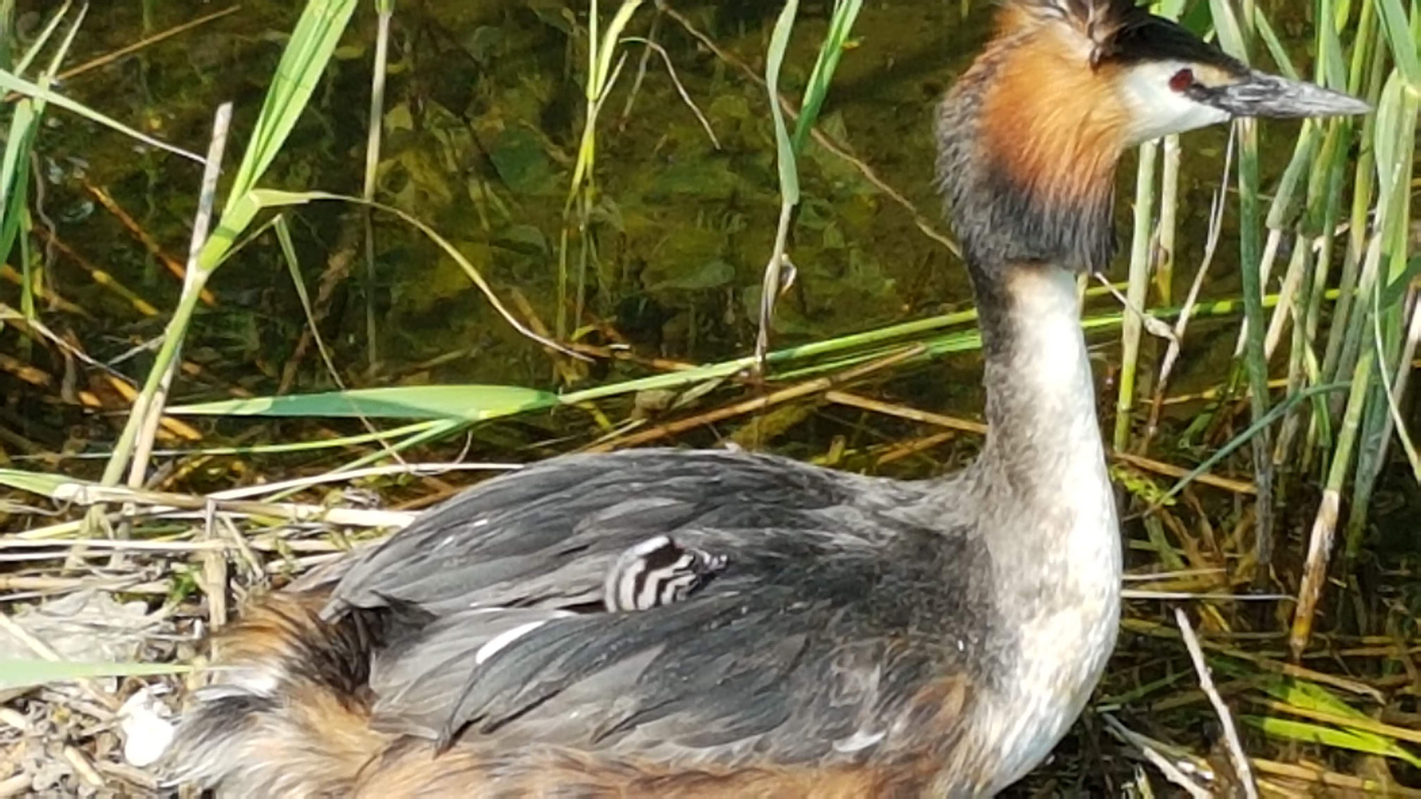 babyfuutje bij mama of papa onder de vleugels