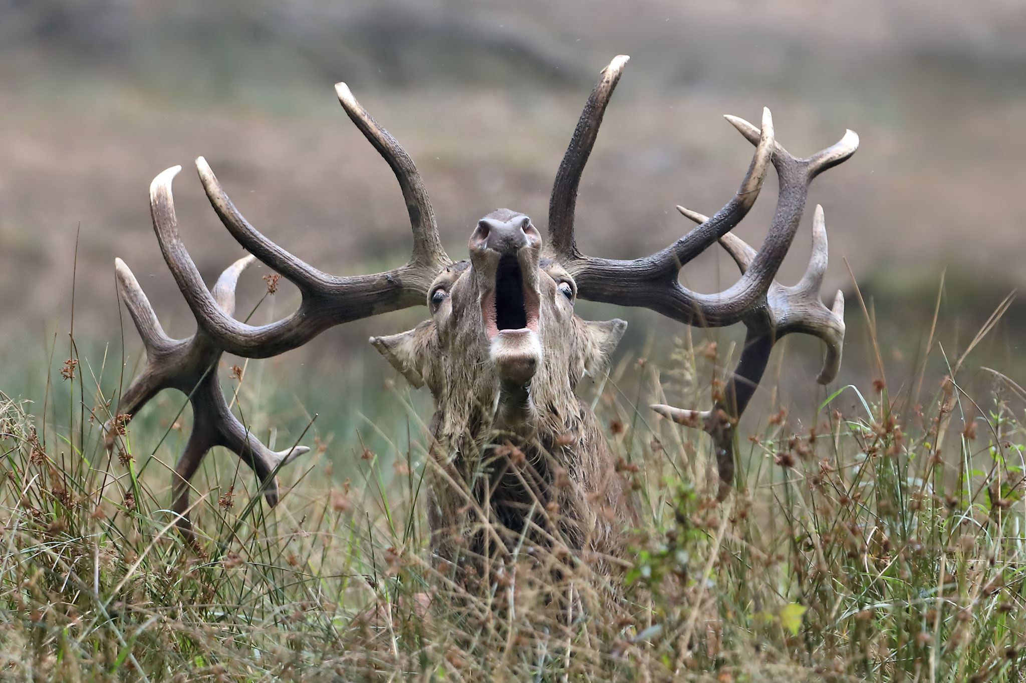 Der Hirsch bei der Brunft (Foto: Norbert Kappenstein)