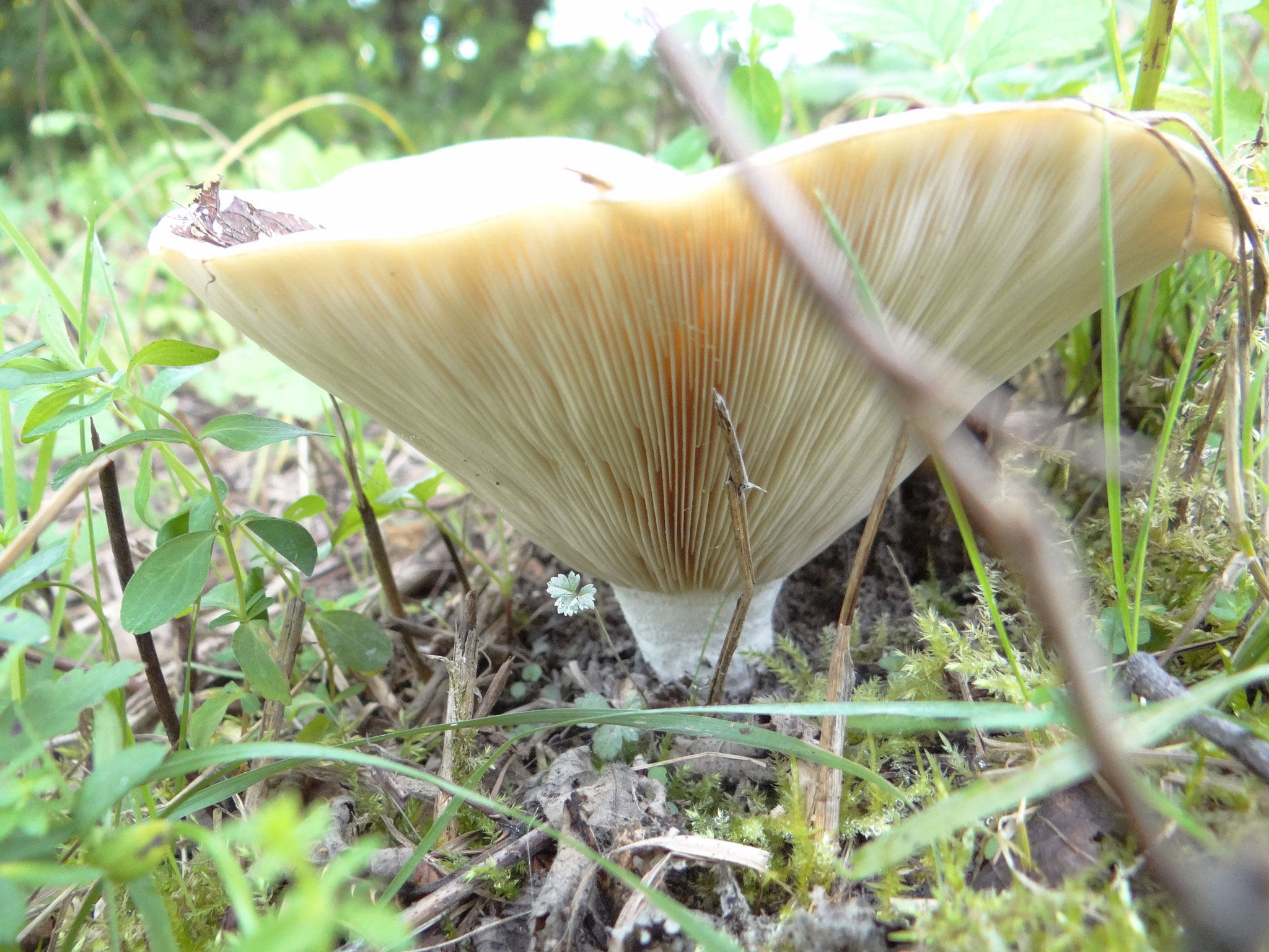 Aber auch unbewegliche Naturmotive wie dieser Pilz waren beliebt