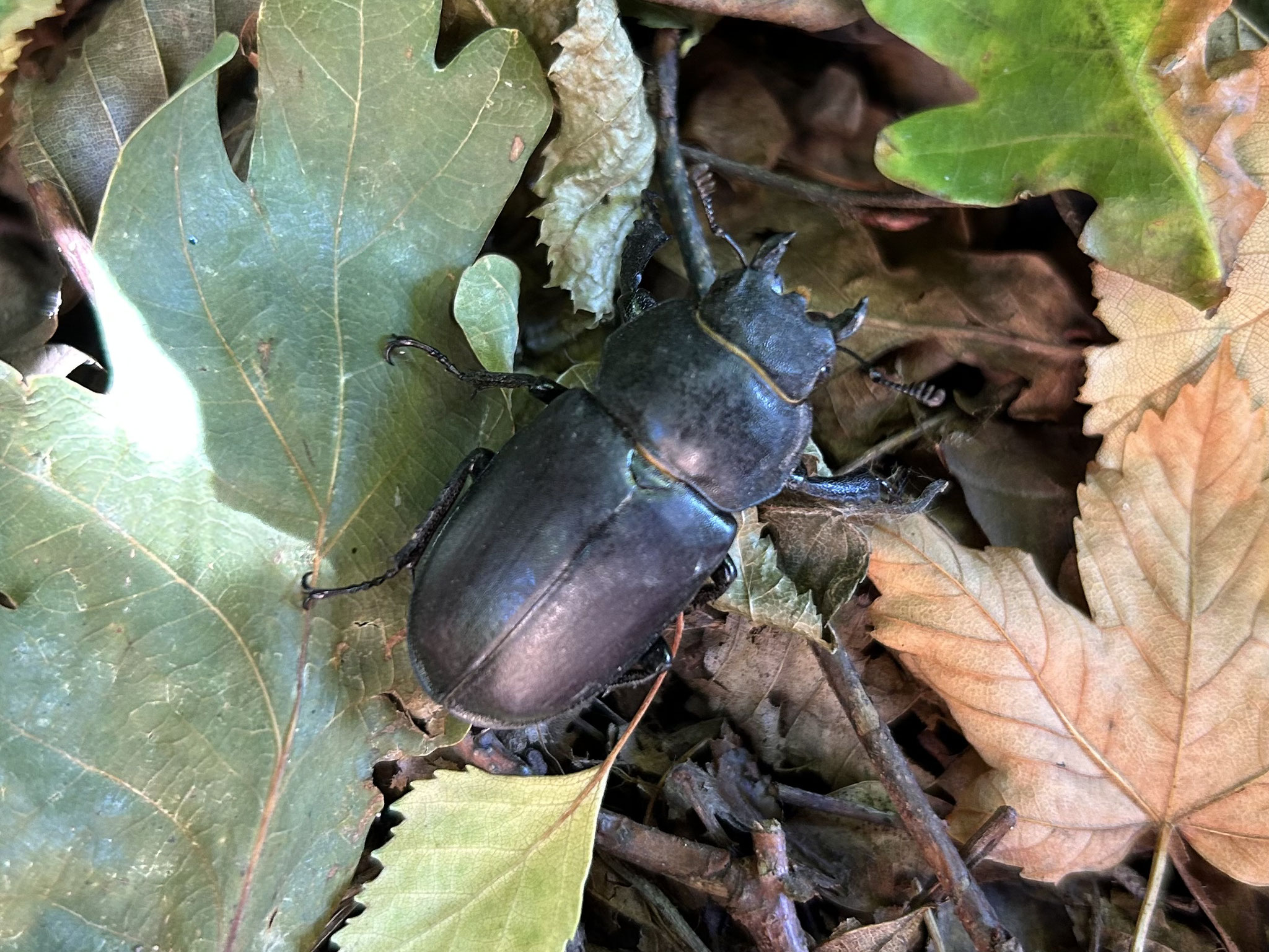 Tierische Gäste: Hirschkäferdame (M.Kempermann)