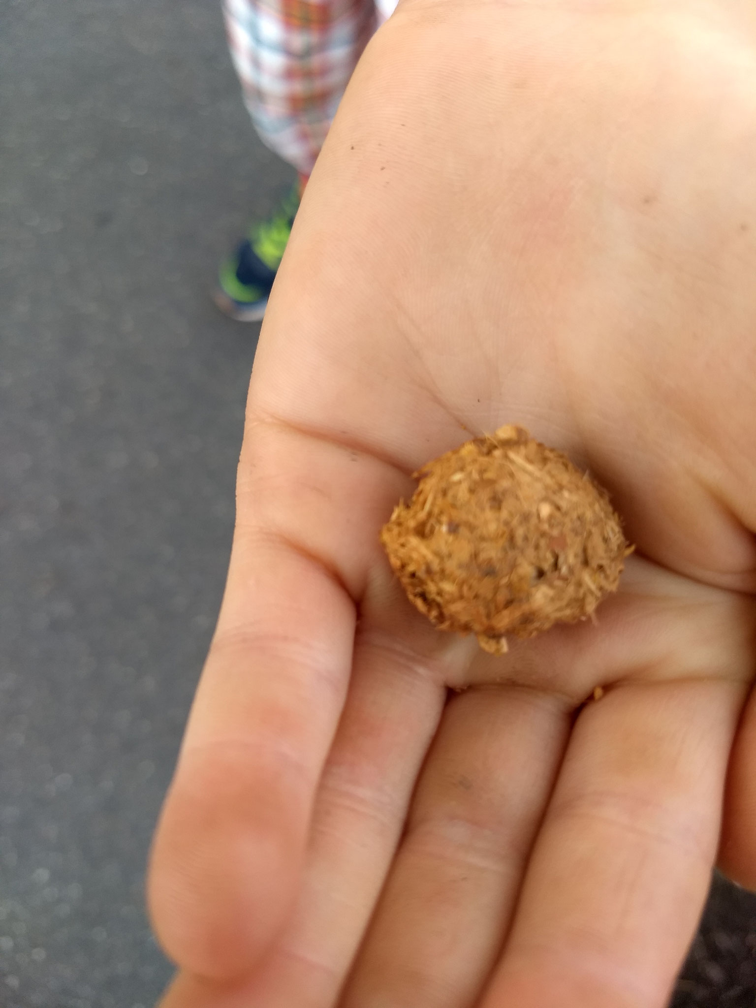 Darunter war auch ein Kotballen des vegetarisch lebenden Bibers (Foto: Gabi Troll)