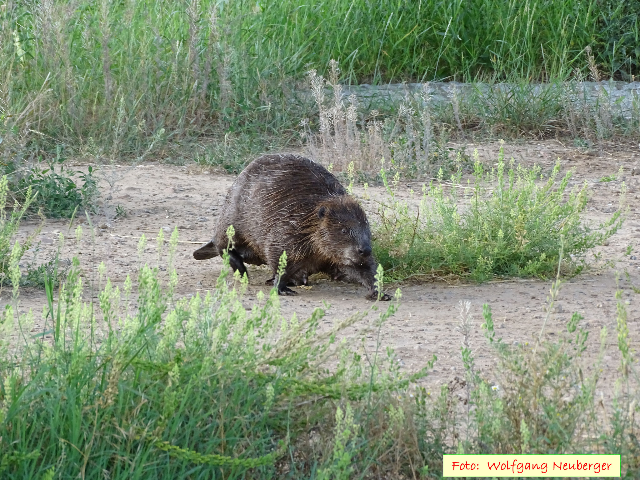 Wie versprochen ließ sich ein Biber sehen (Foto: Wolfgang Neuberger)