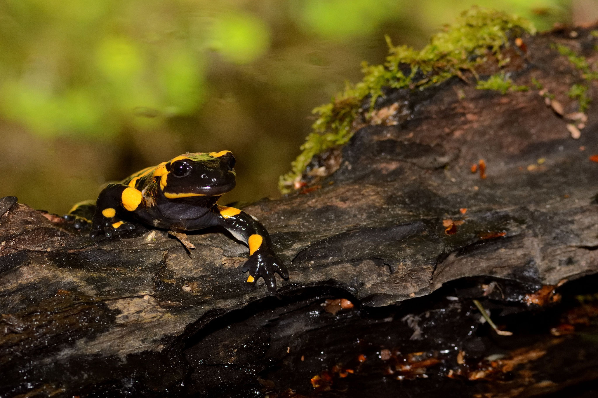 Der Feuersalamander braucht Quellbereiche als Lebensraum