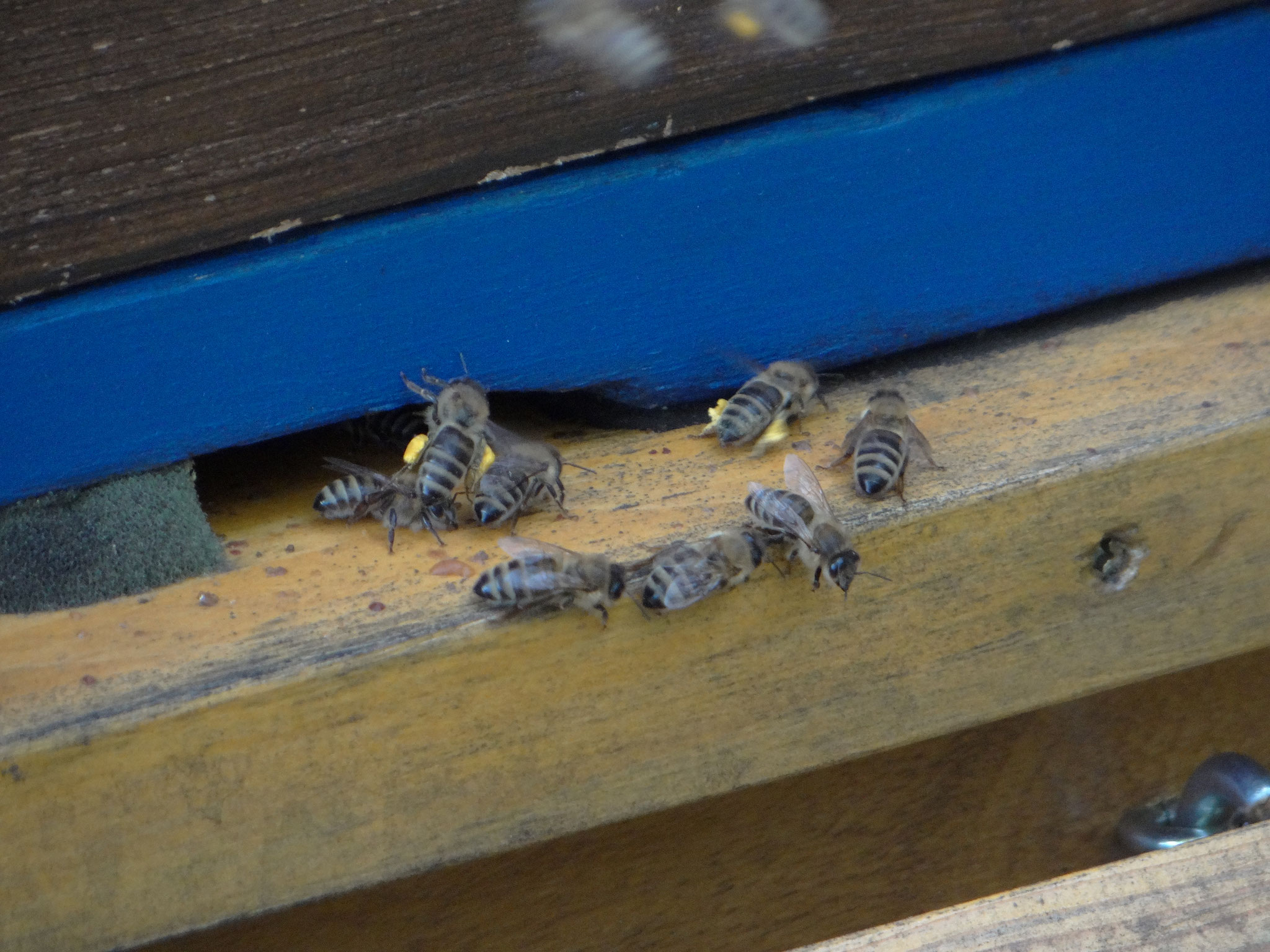 Mit der Zoomfunktion konnten interessante Entdeckungen gemacht werden, wie die mit Pollen gefüllten Höschen der Honigbienen