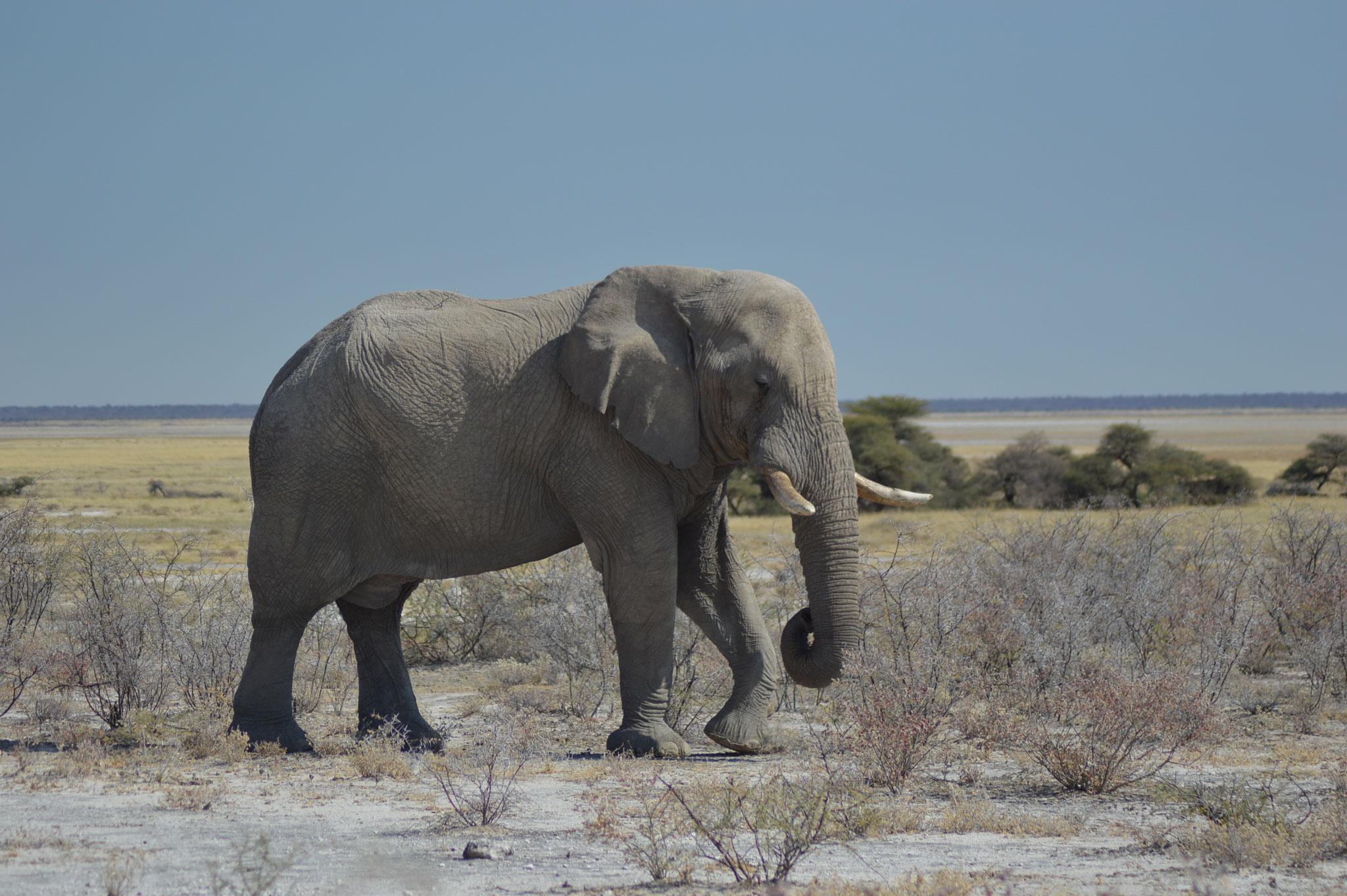 Elefant am Rande des Etosha-Nationalparks