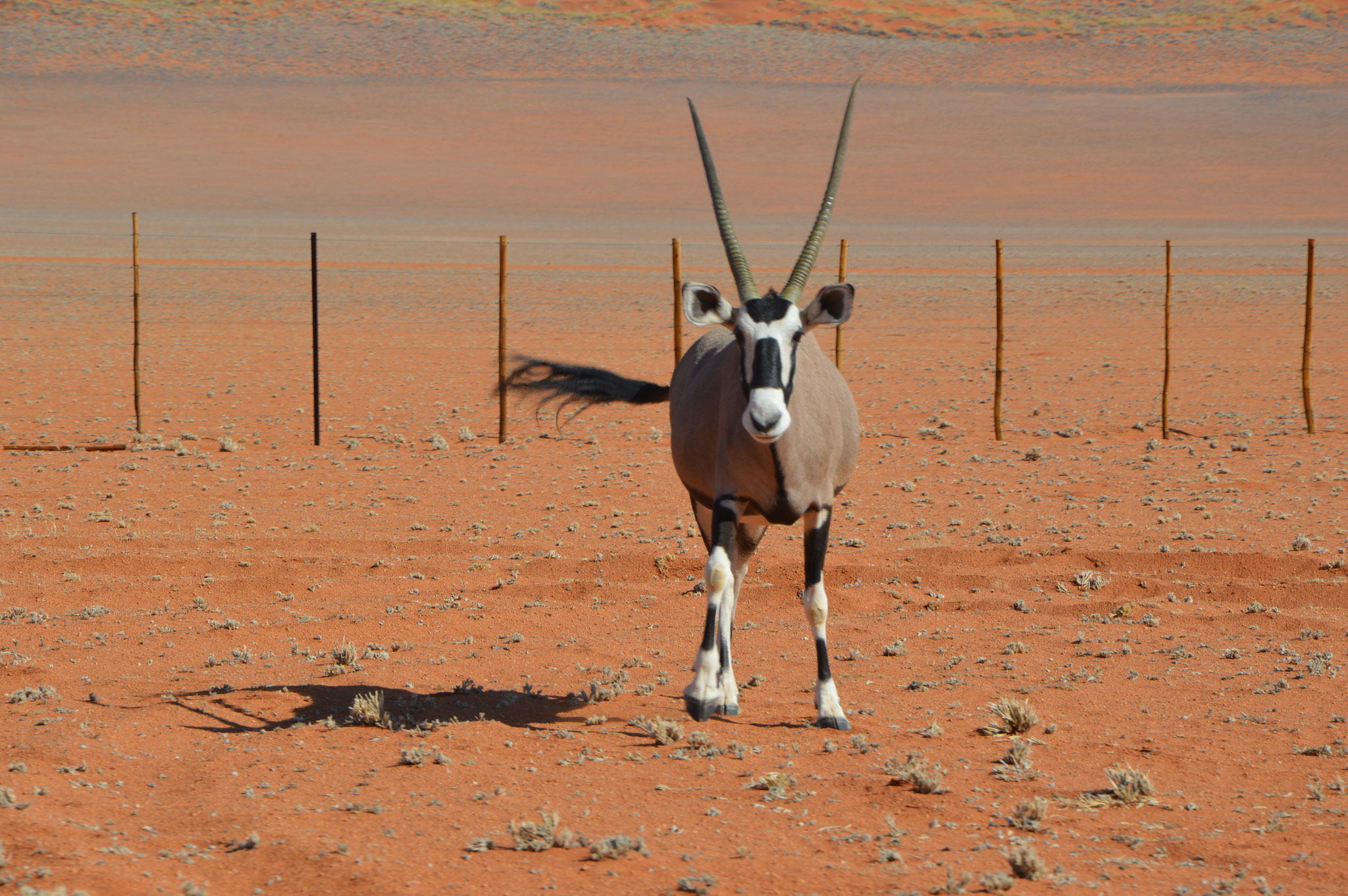 Oryx in der Nähe des Sossusvlei