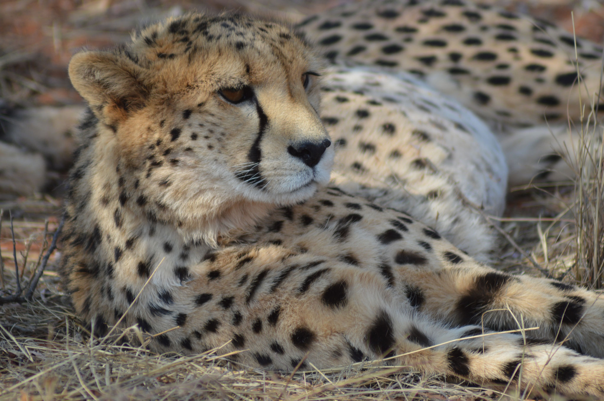 Gepard im AfriCat-Reservat nördlich von Windhuk