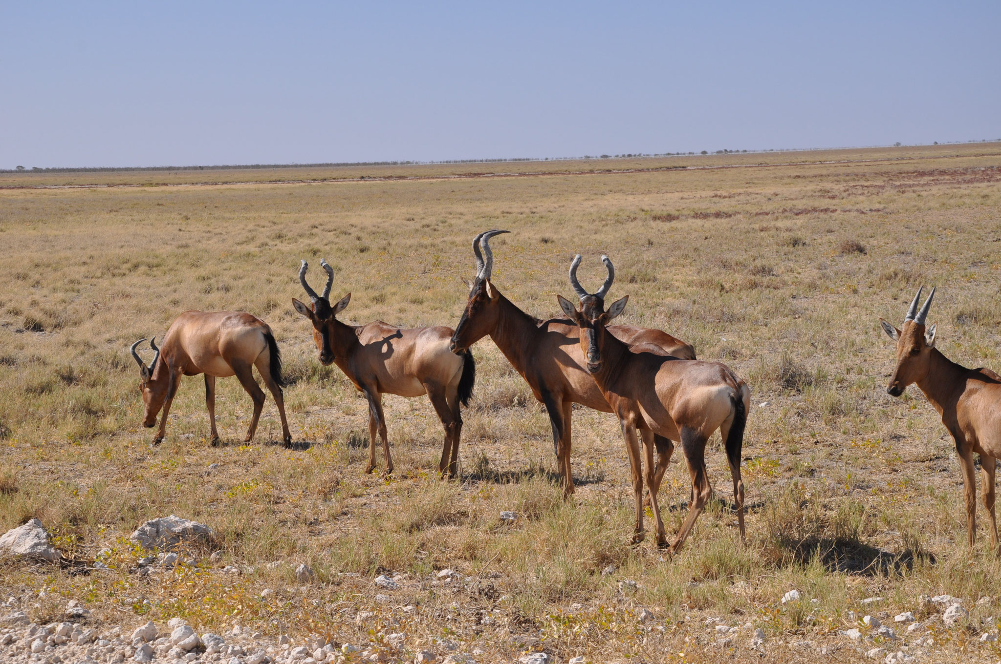 Kuh-Antilopen im Etosha-Nationalpark