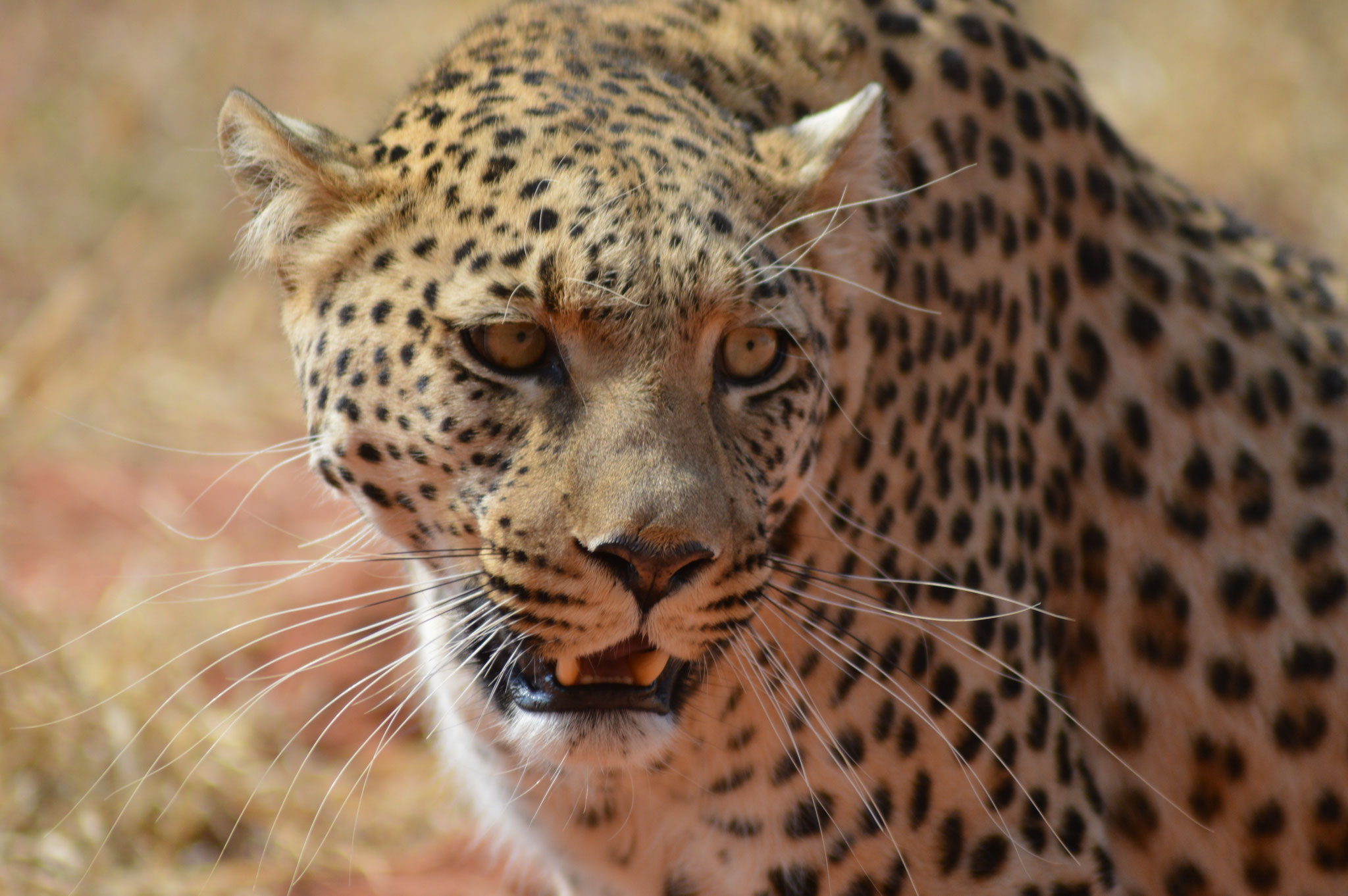 Leopard im AfriCat-Reservat nörlich von Windhuk
