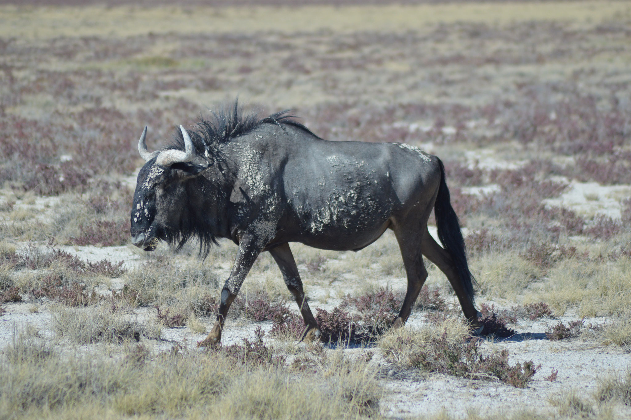Ein Blue Wildebeest in der Etosha-Pfanne