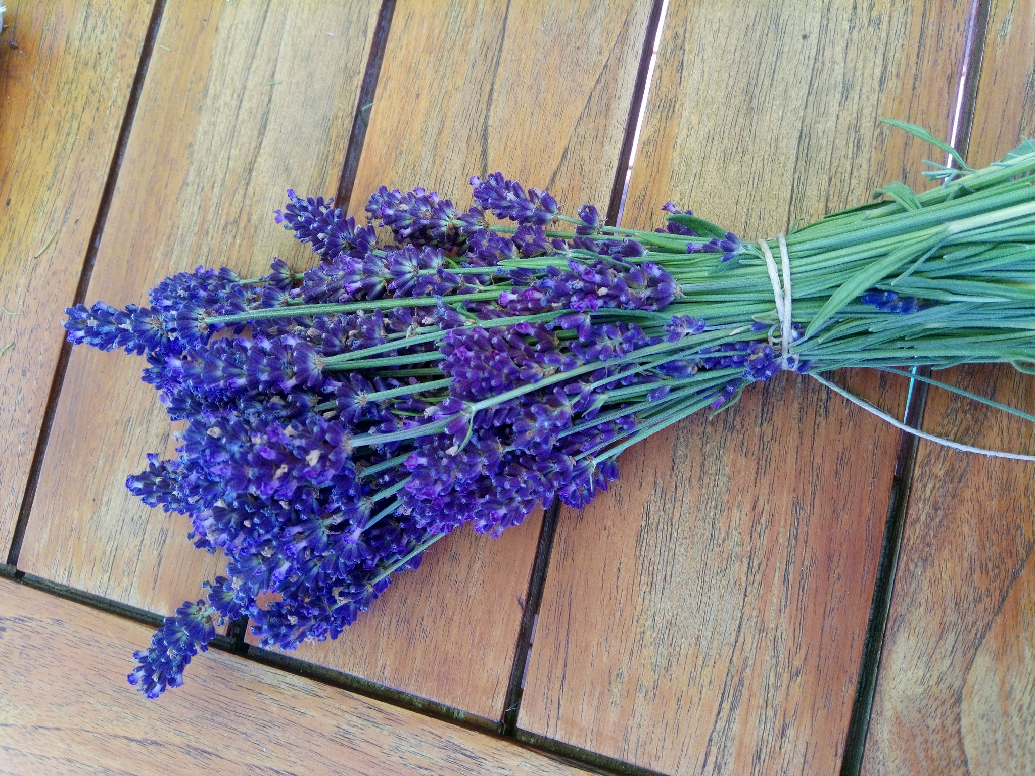 Lavendel