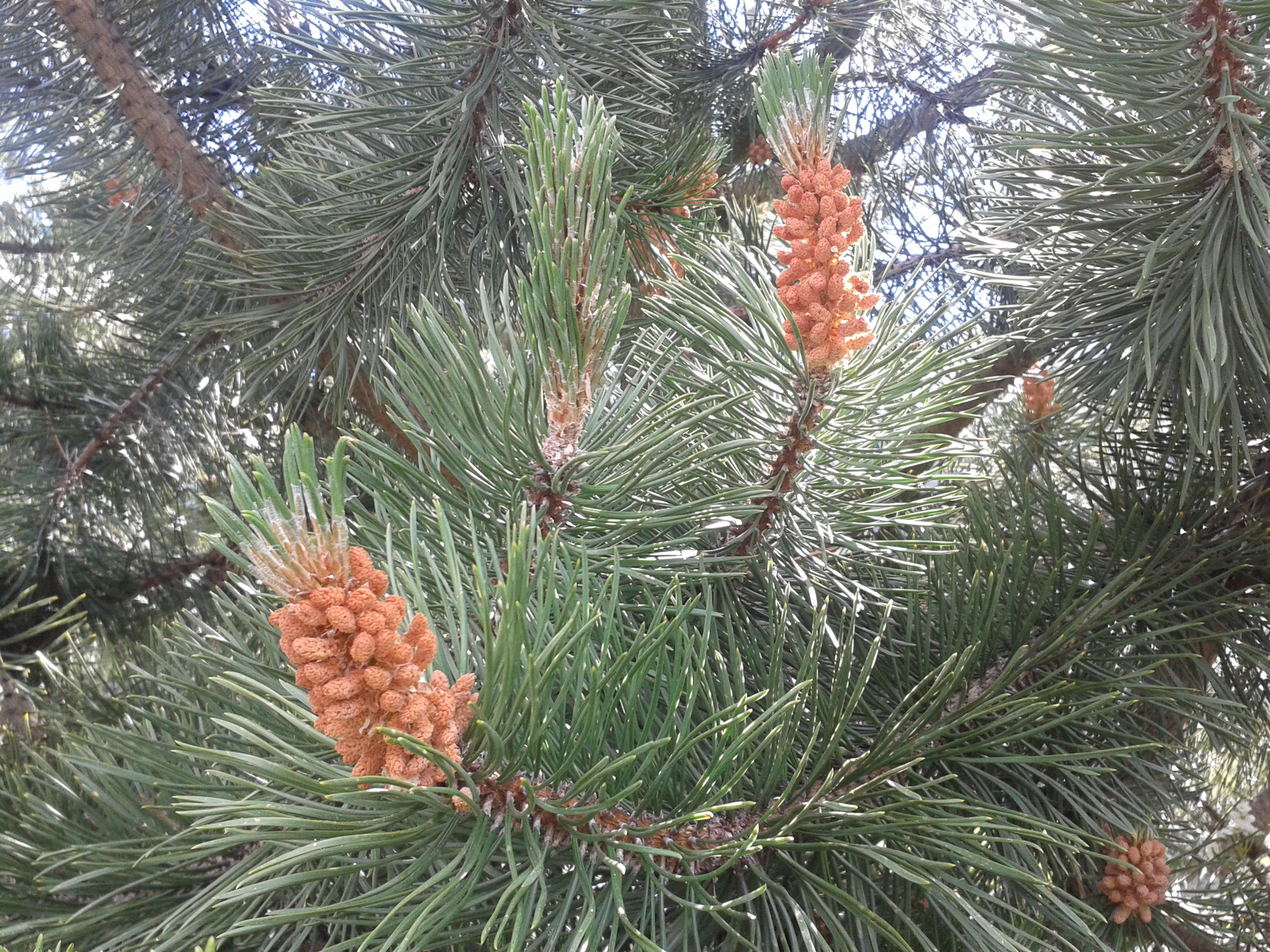 Latschenkieferblüte