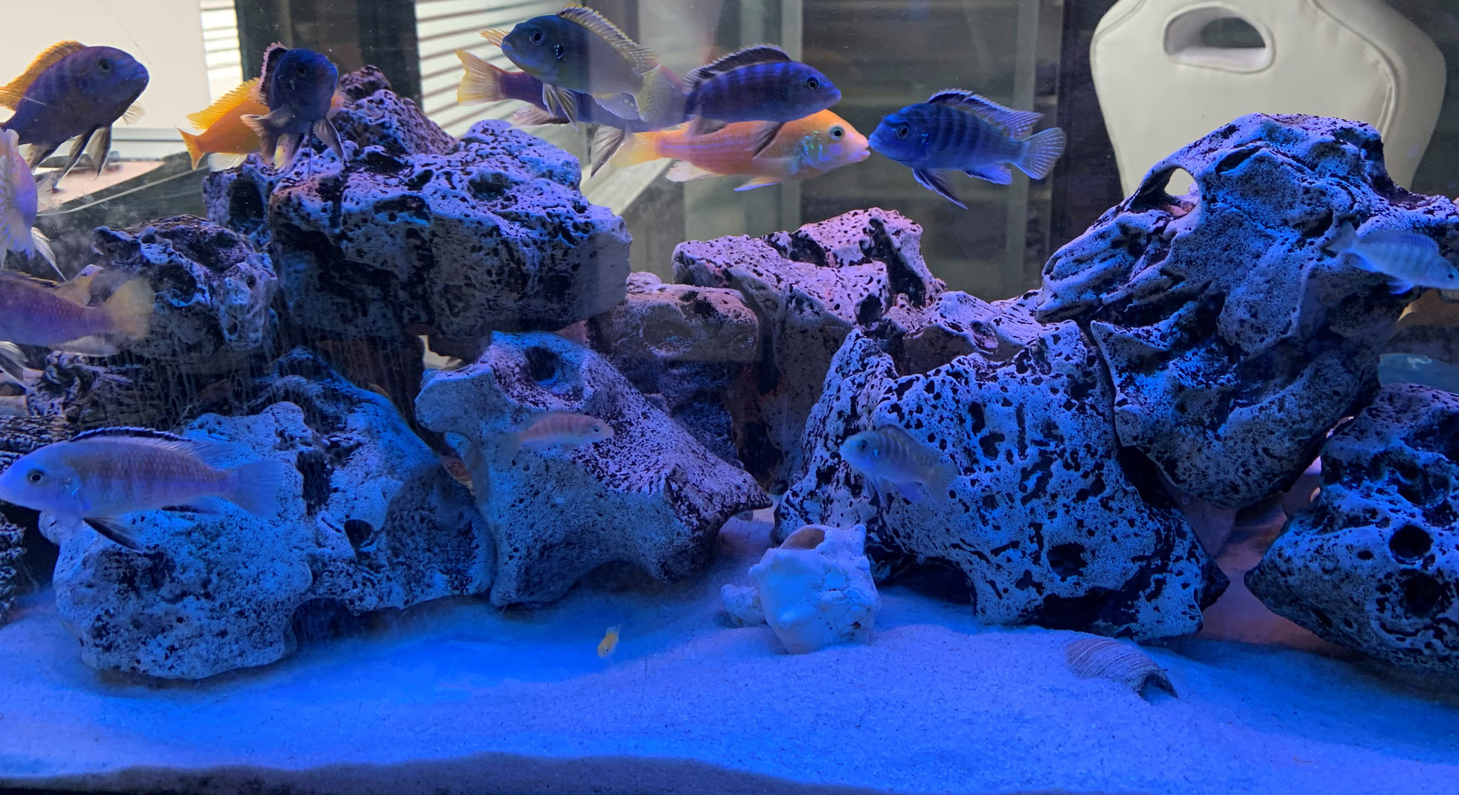 Aquarium mit bunten Fischen als entspannendes Ambiente im Day Spa am Rosenaupark Nürnberg.