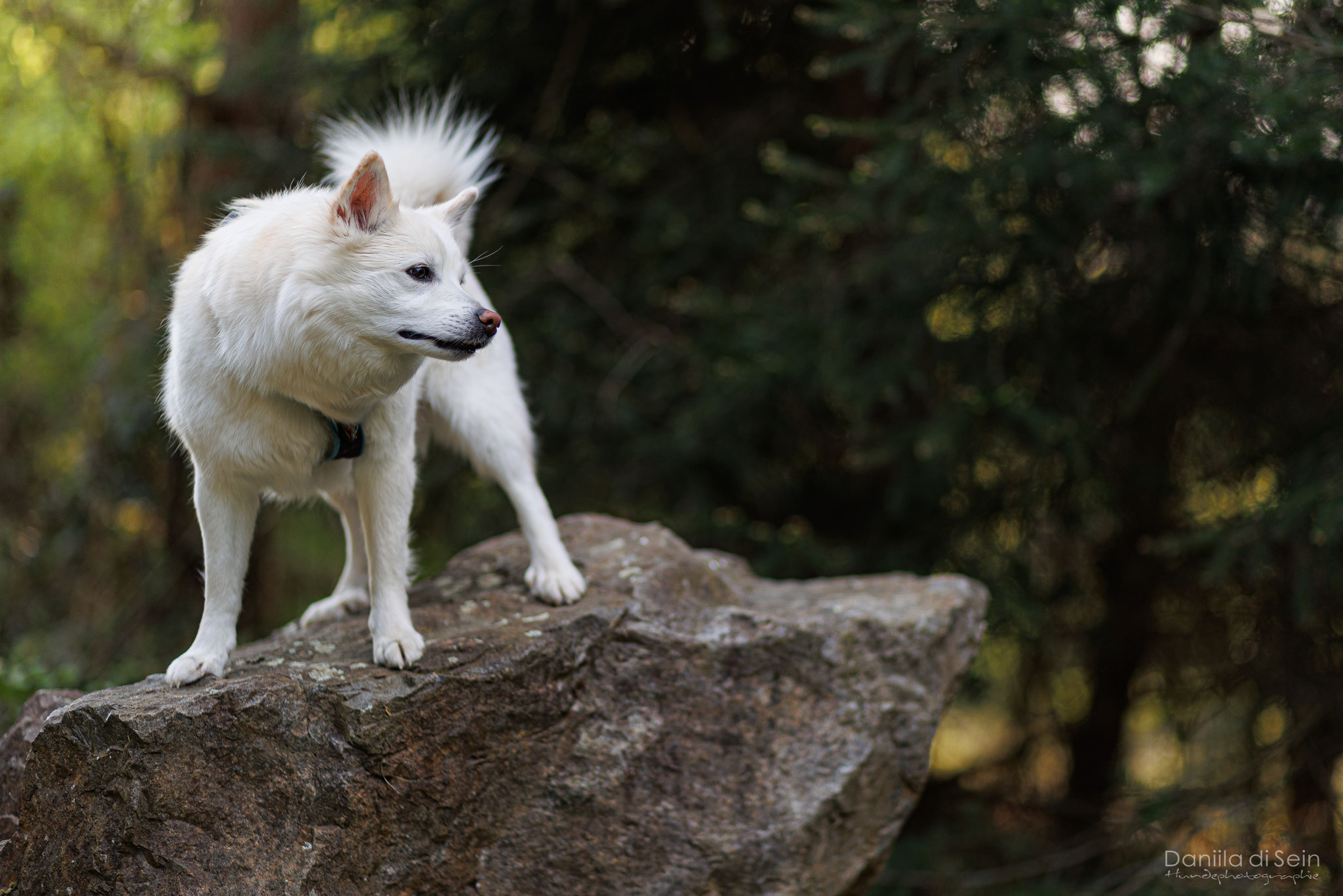 1/500, f1.8, ISO 100, 85mm