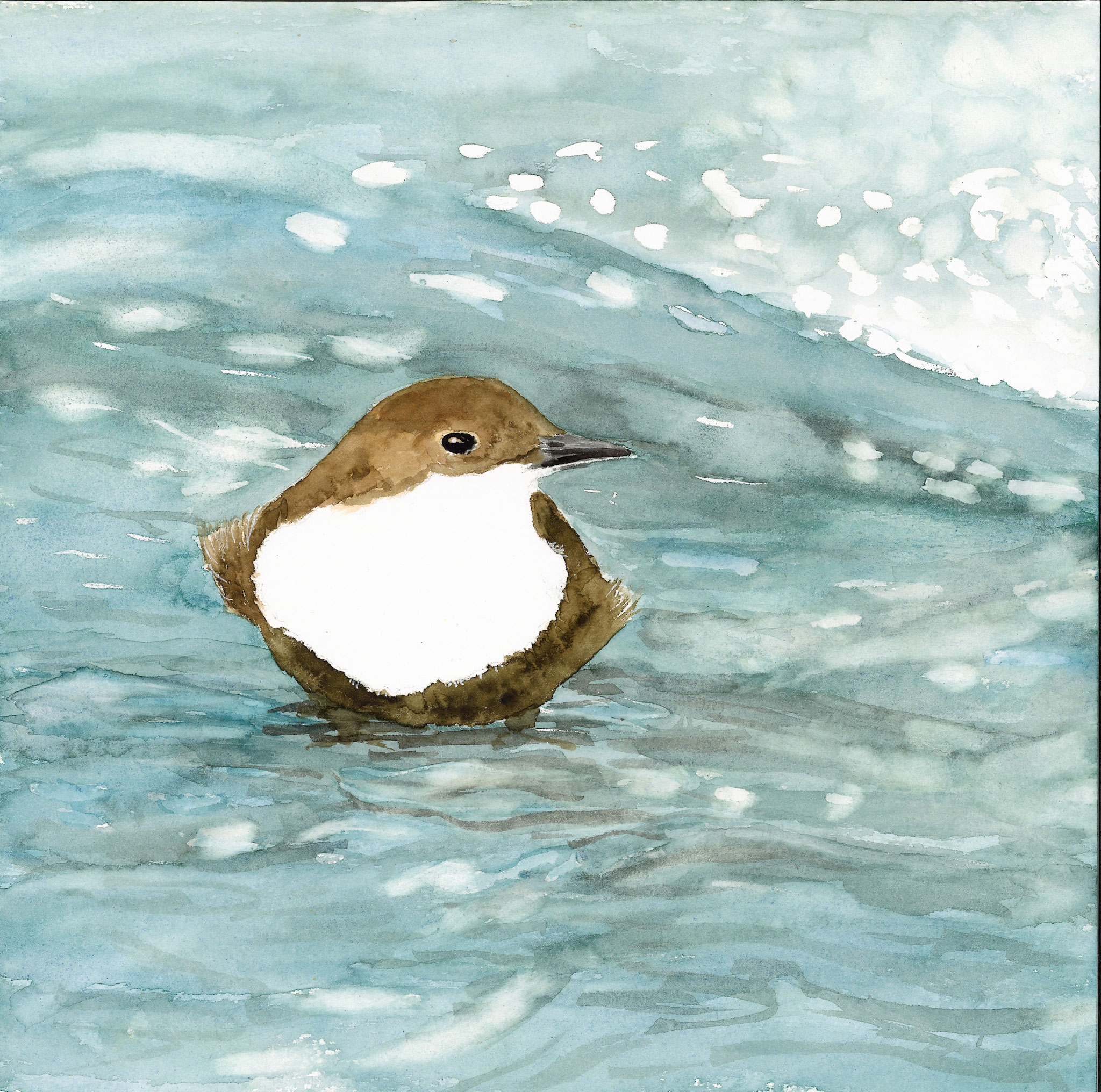 Wasseramsel. 35x35 cm, Fr. 350.-- (weisser Holz-Wechselrahmen, Passepartout)