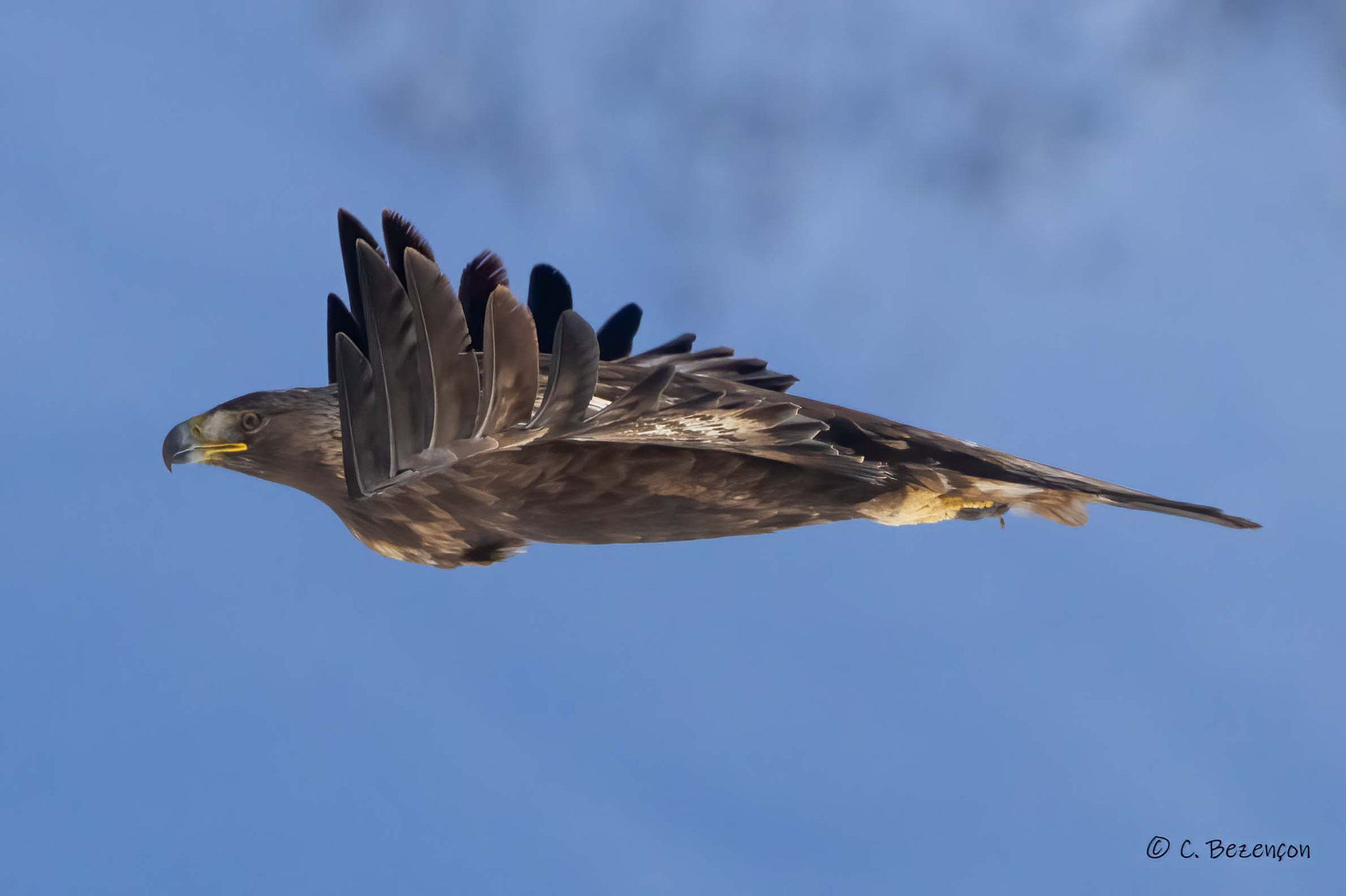 Steinadler