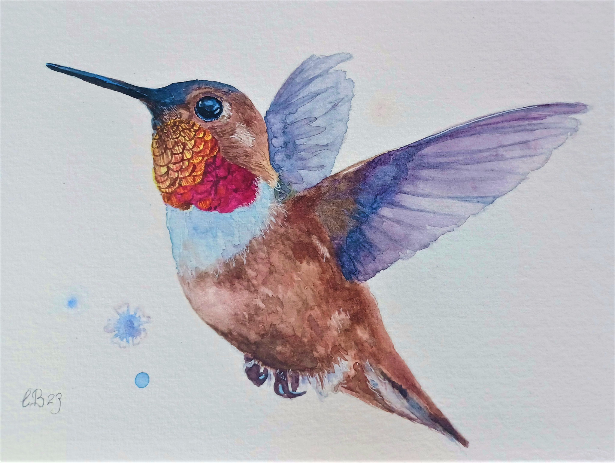 Kolibri. 40x30 cm, Fr. 200 (Wechselrahmen, Passepartout)