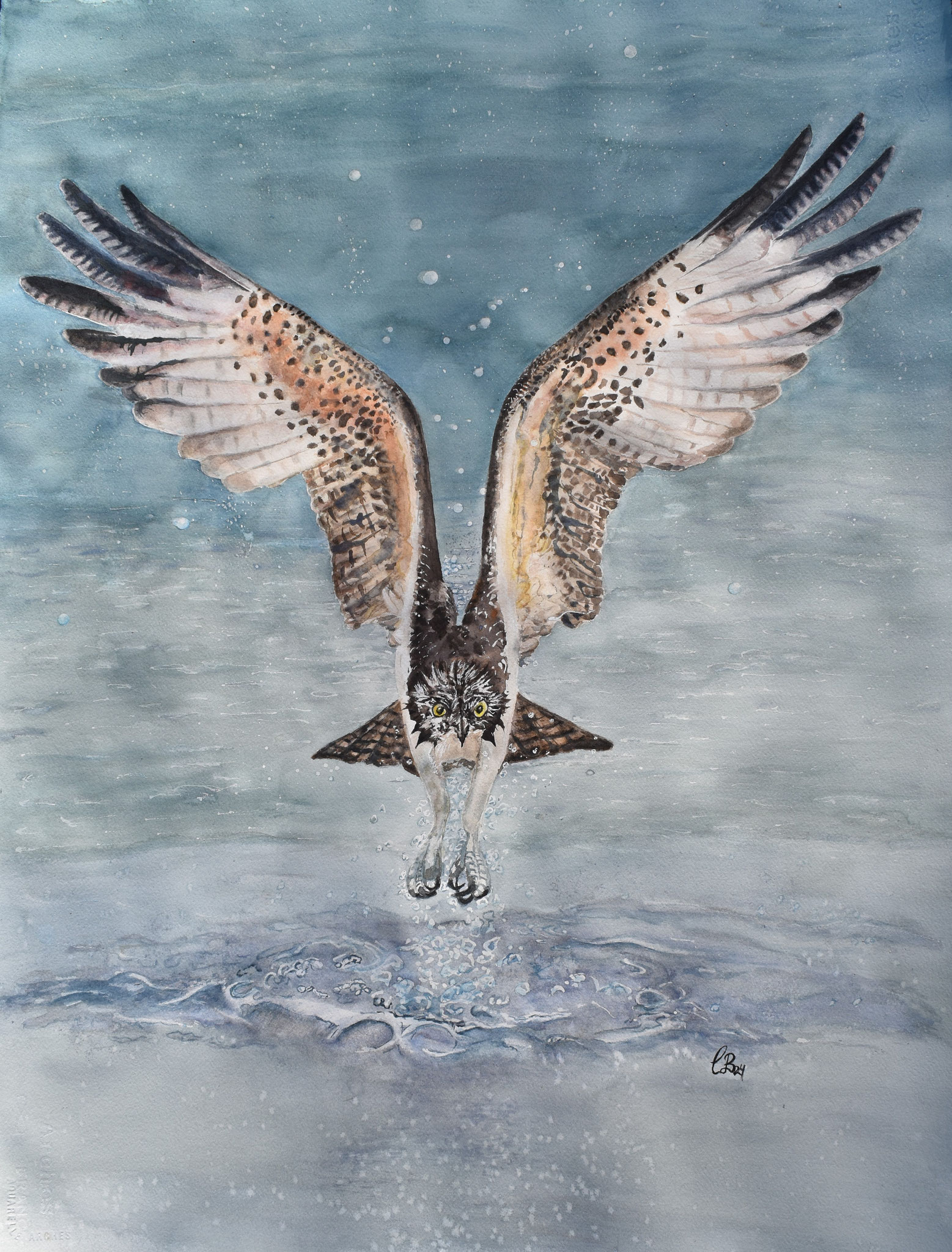 Fischadler. 76x56 cm, Preis auf Anfrage